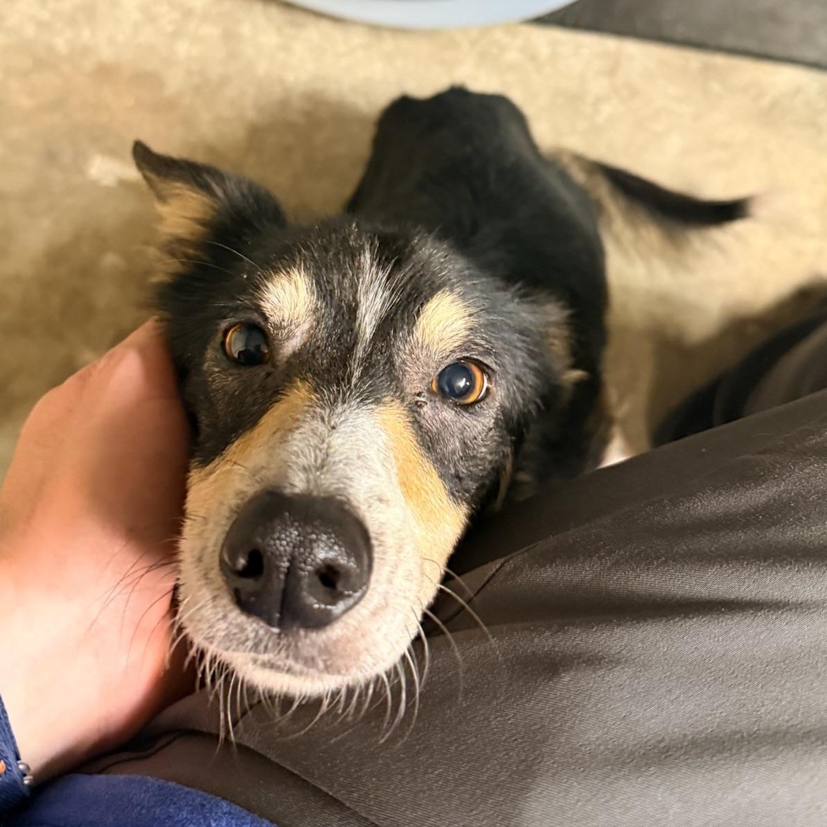 Enlarge Peggy Sue, a ADOPTABLE mixed breed in Olathe, KS image 5/6