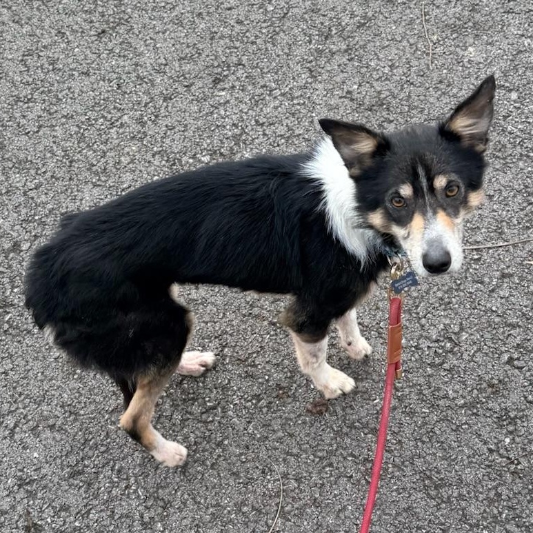 Enlarge Peggy Sue, a ADOPTABLE mixed breed in Olathe, KS image 2/6