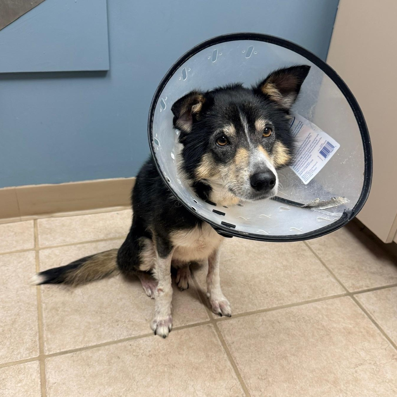 Enlarge Peggy Sue, a ADOPTABLE mixed breed in Olathe, KS image 3/6