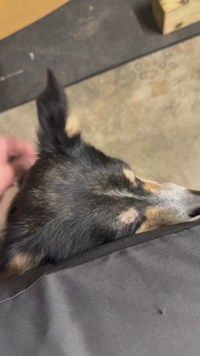 Enlarge Peggy Sue, a ADOPTABLE mixed breed in Olathe, KS video 6/6