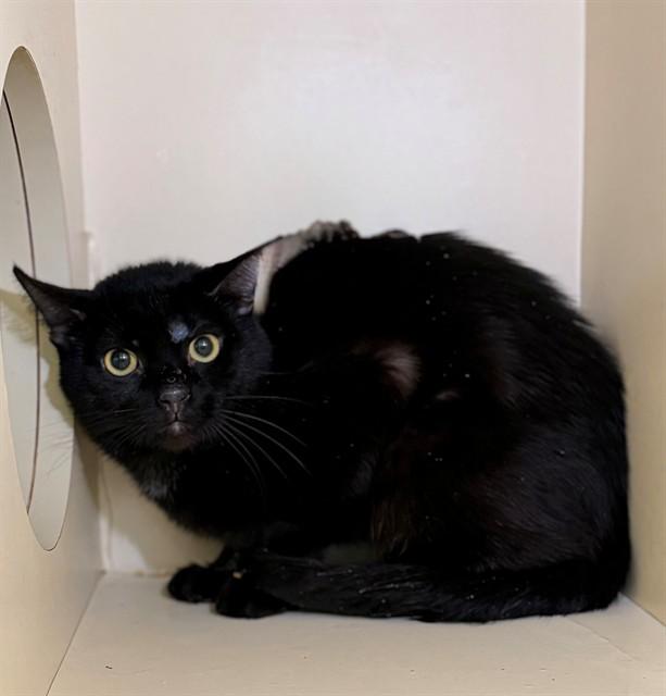 Enlarge SMOKEY, a Adoptable Domestic Short Hair in Louisville, KY image 1/1