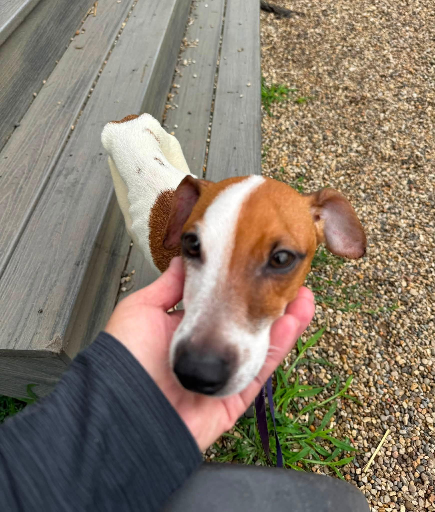 Enlarge Kasey, an adopted Rat Terrier in Decorah, IA image 2/5