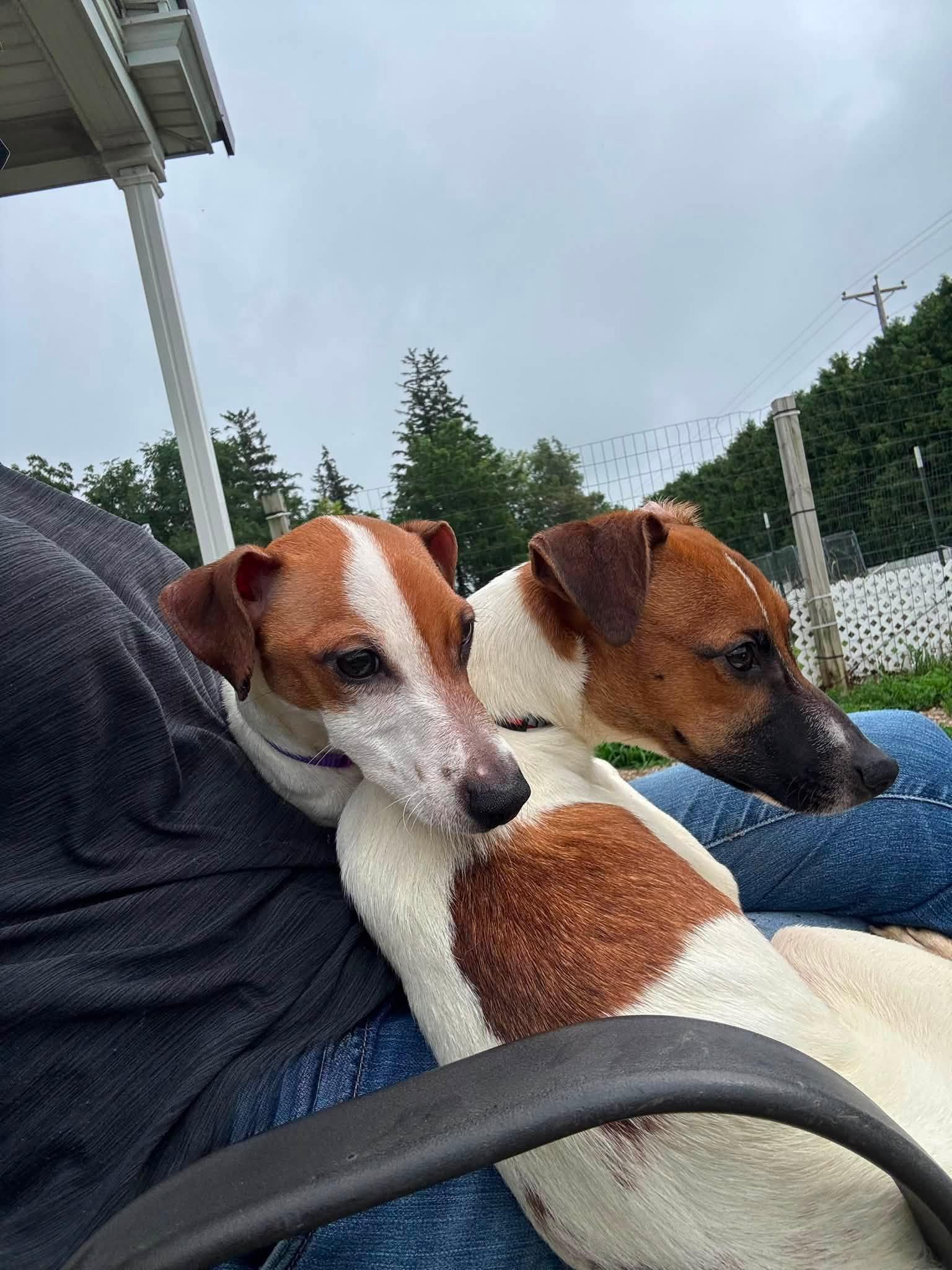 Enlarge Kasey, an adopted Rat Terrier in Decorah, IA image 3/5