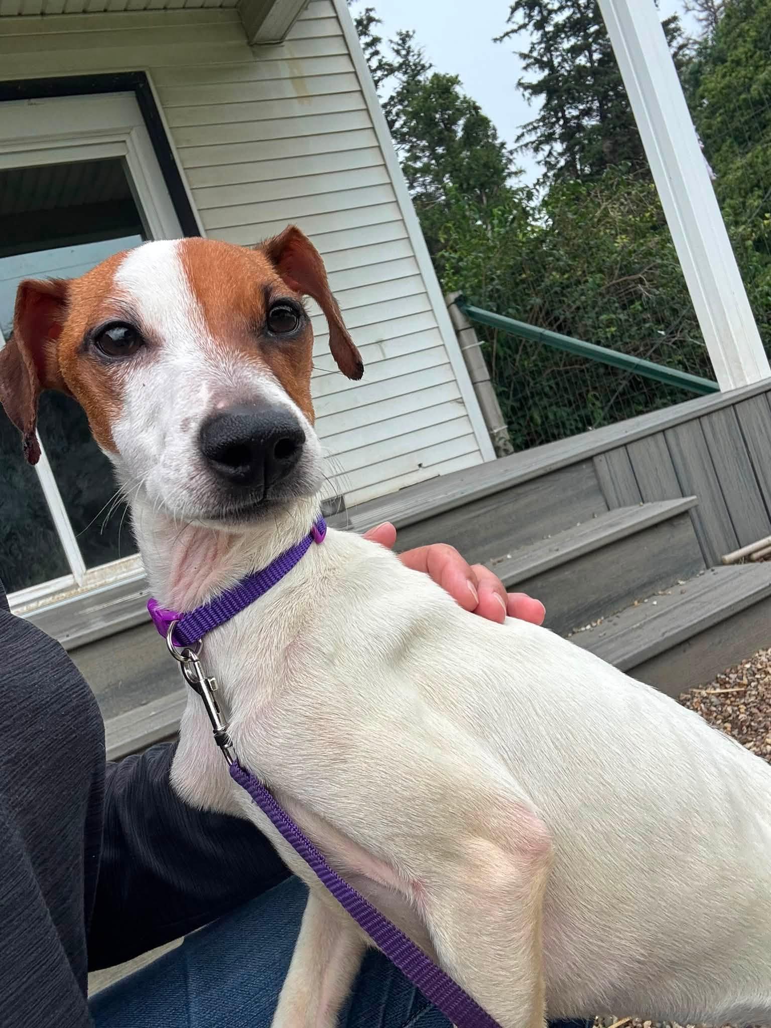 Enlarge Kasey, an adopted Rat Terrier in Decorah, IA image 1/5