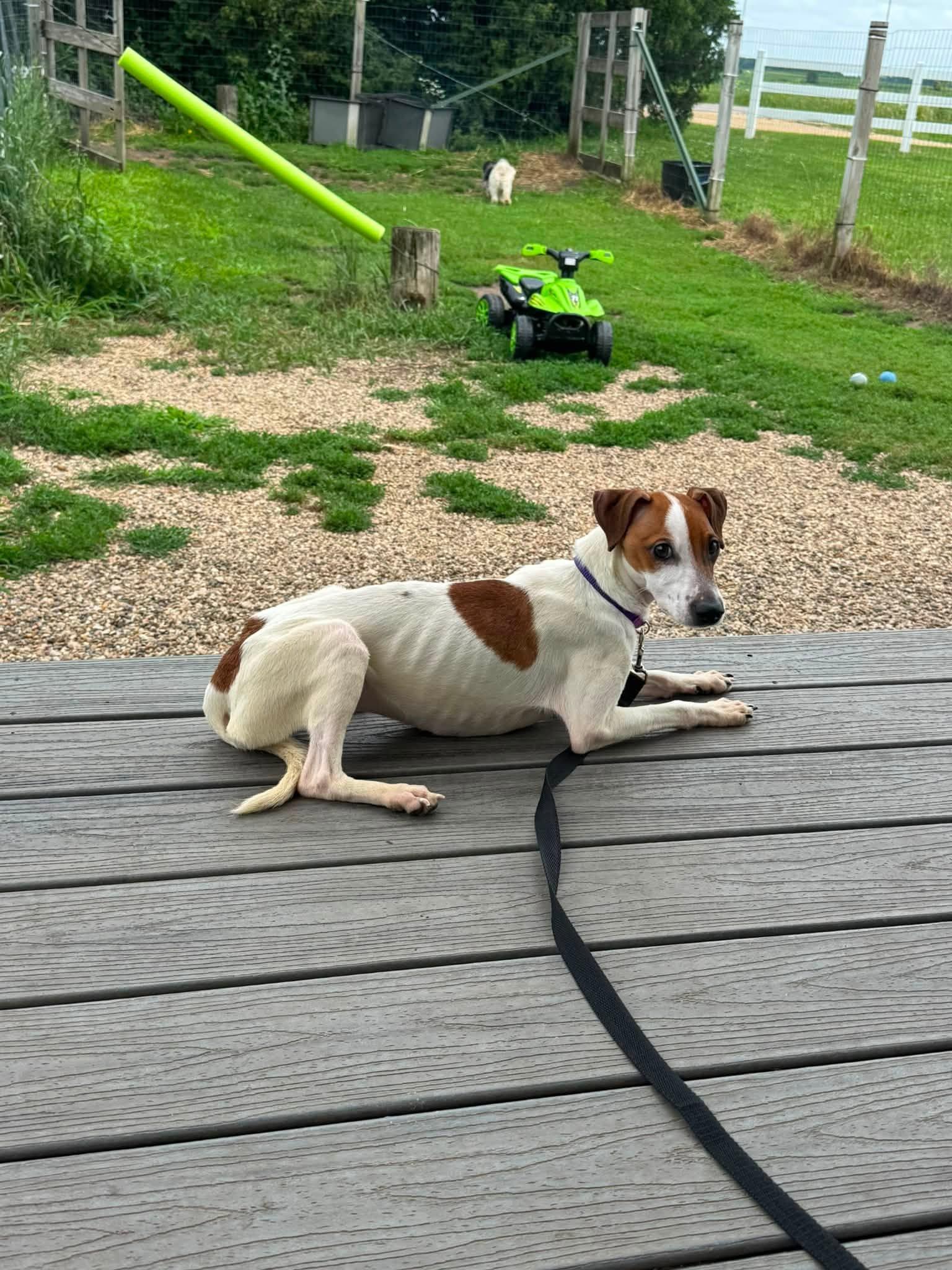 Enlarge Kasey, an adopted Rat Terrier in Decorah, IA image 5/5
