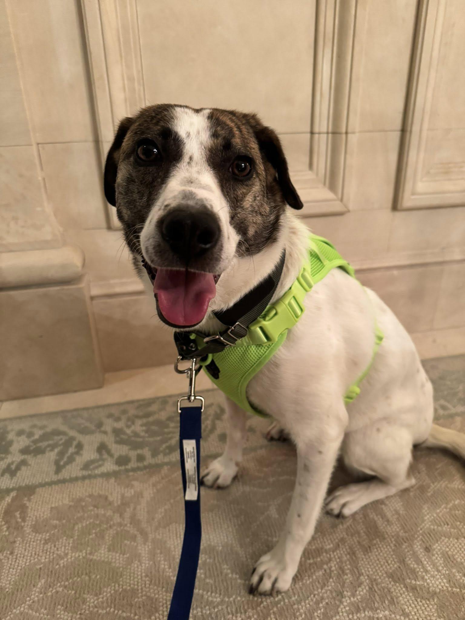 Enlarge Madison, a Adoptable mixed breed in Kitchener, ON image 5/6