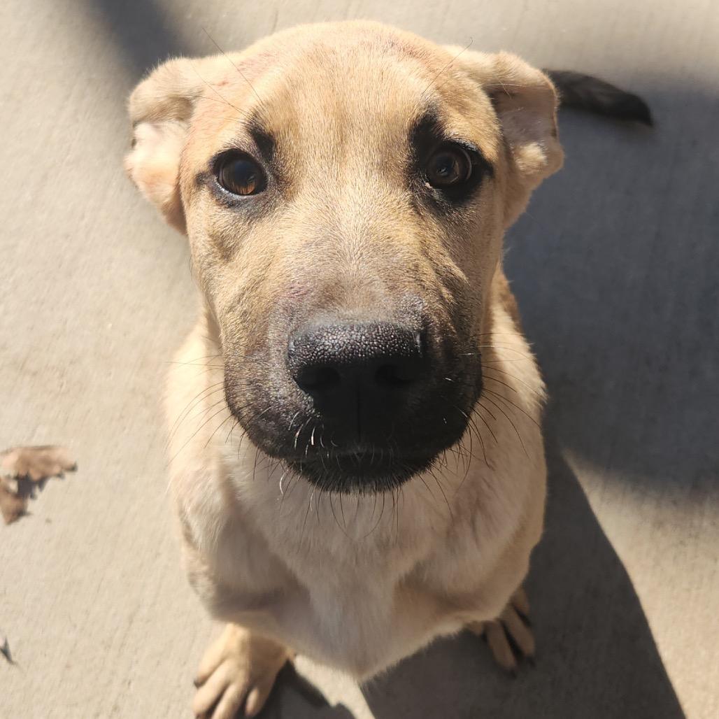 Enlarge Porkchop, a Adoptable mixed breed in Norman, OK image 3/4