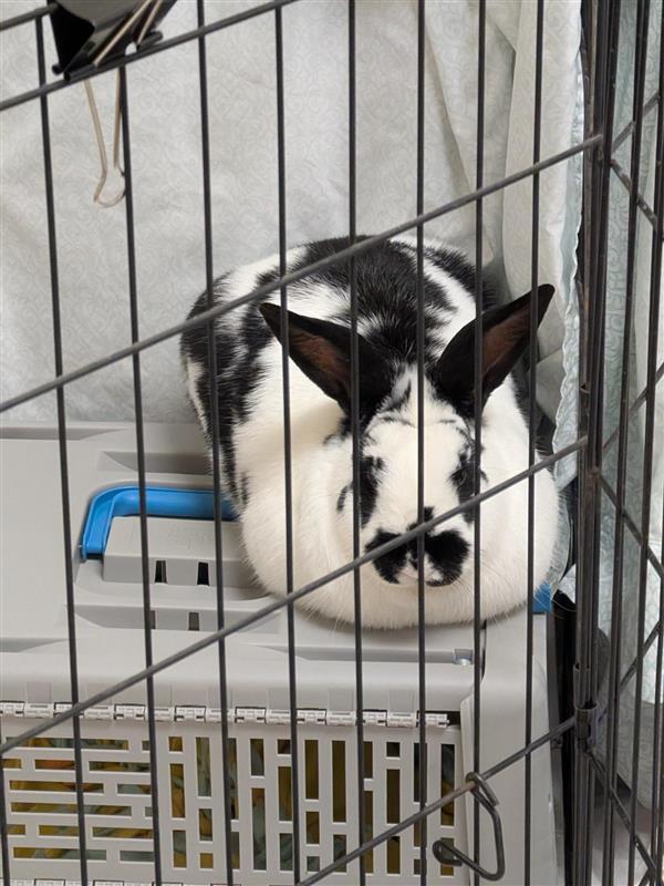 Sir Duke, Adoptable, Young Male American.