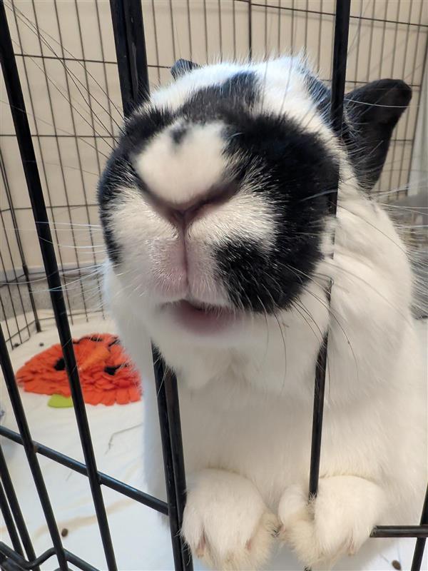 Enlarge Sir Duke, a Adoptable American in Elk Grove, CA image 2/2