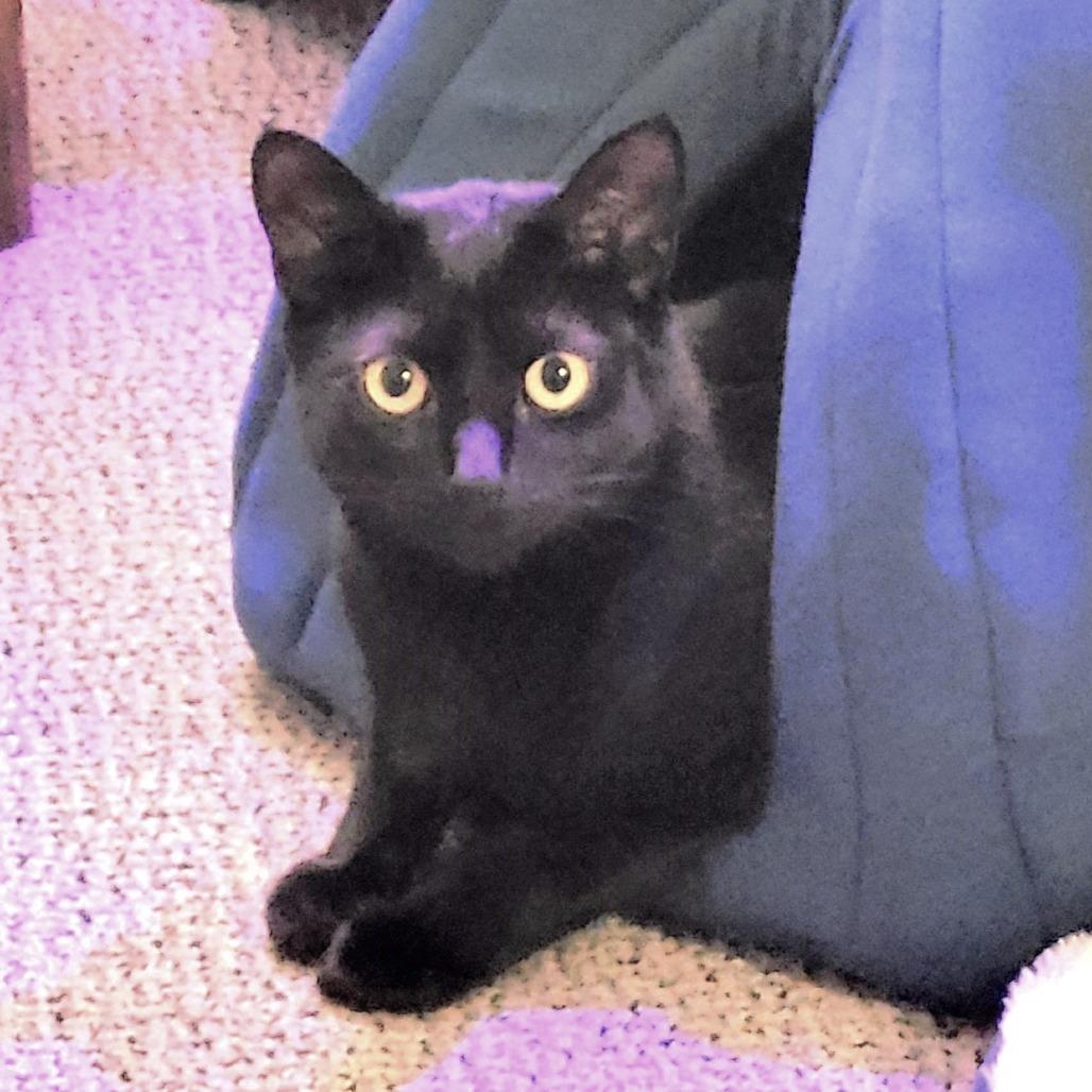 Justice, a Adoptable Domestic Short Hair in Springfield, OR image 2/6