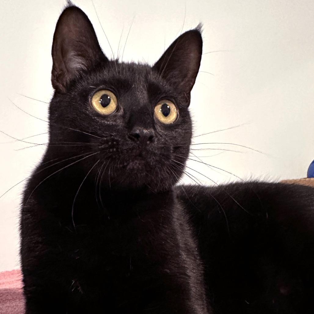 Justice, a Adoptable Domestic Short Hair in Springfield, OR image 4/6