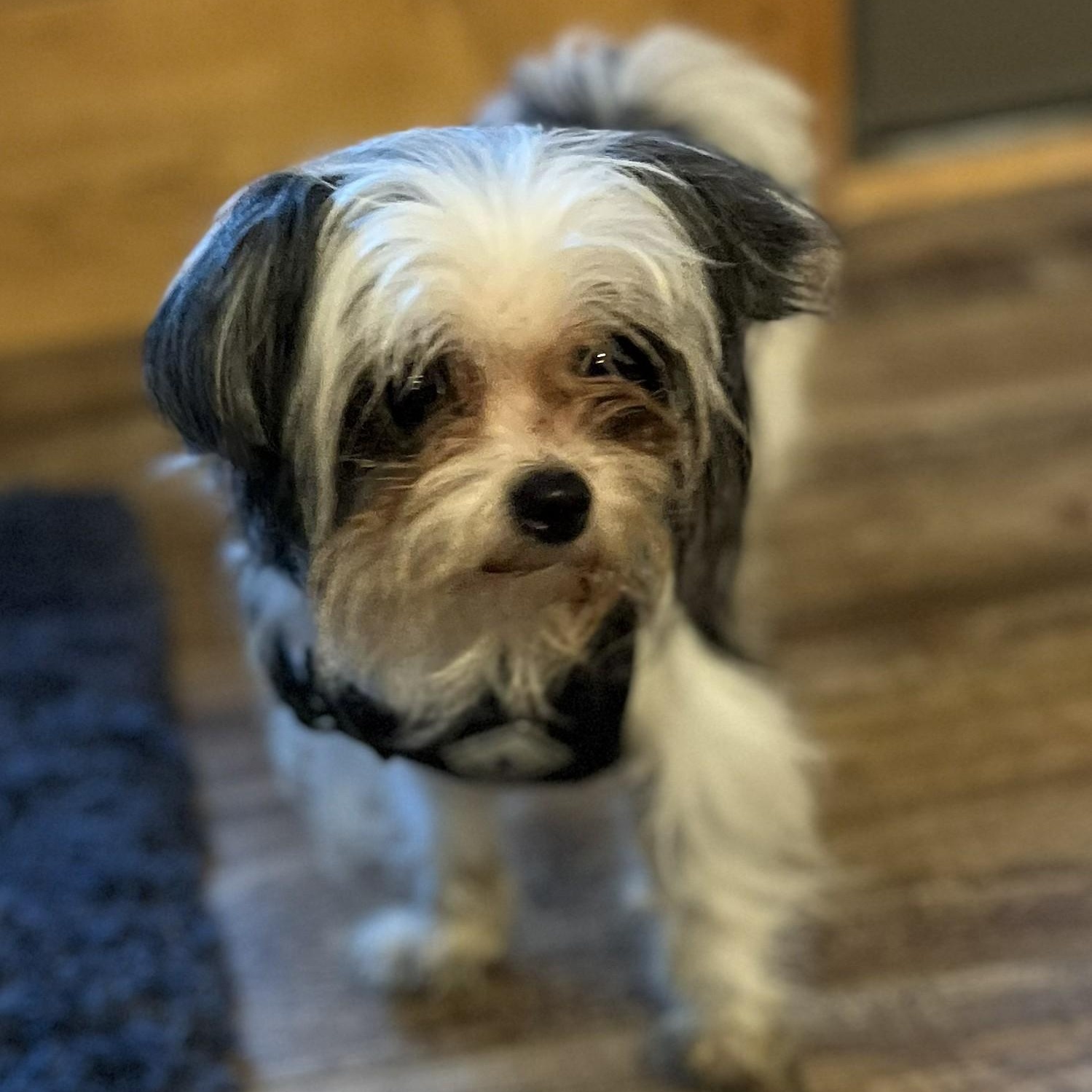 Enlarge Maisie, a Adopted mixed breed in Cedar Mountain, NC image 5/5