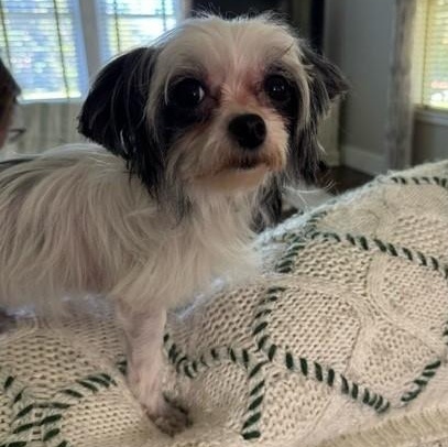 Enlarge Maisie, a Adopted mixed breed in Cedar Mountain, NC image 3/5