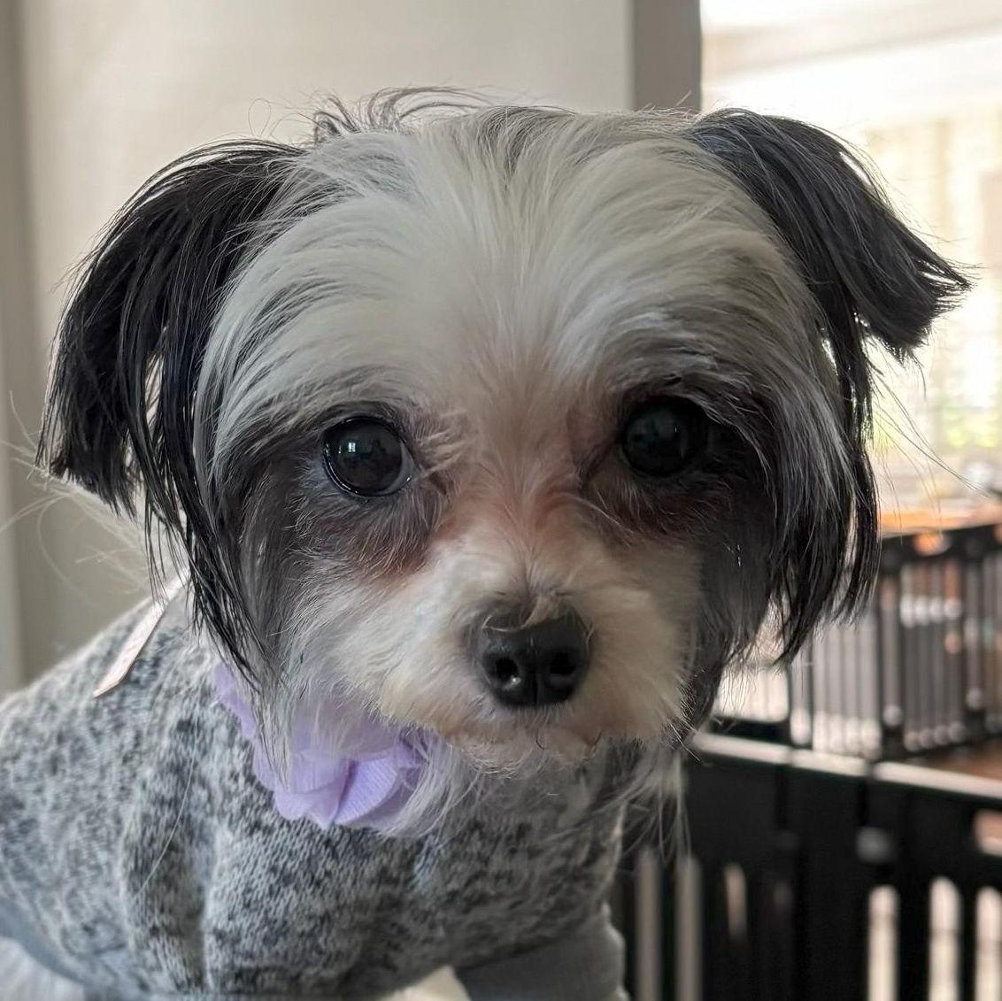 Maisie, Adopted, Adult Female Shih Tzu & Yorkshire Terrier.
