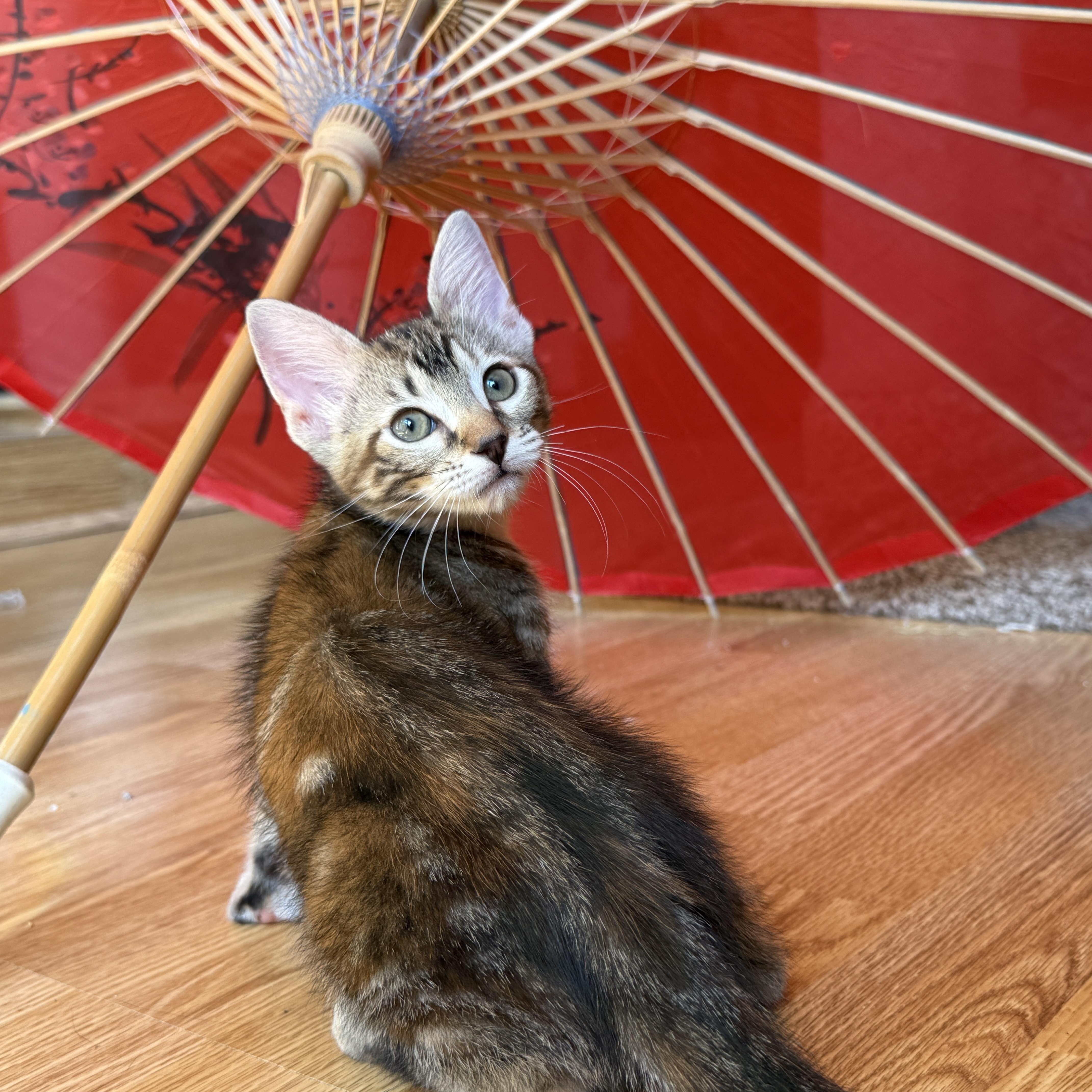 Enlarge Miso, a Adoptable Domestic Short Hair in Keller, TX image 2/6