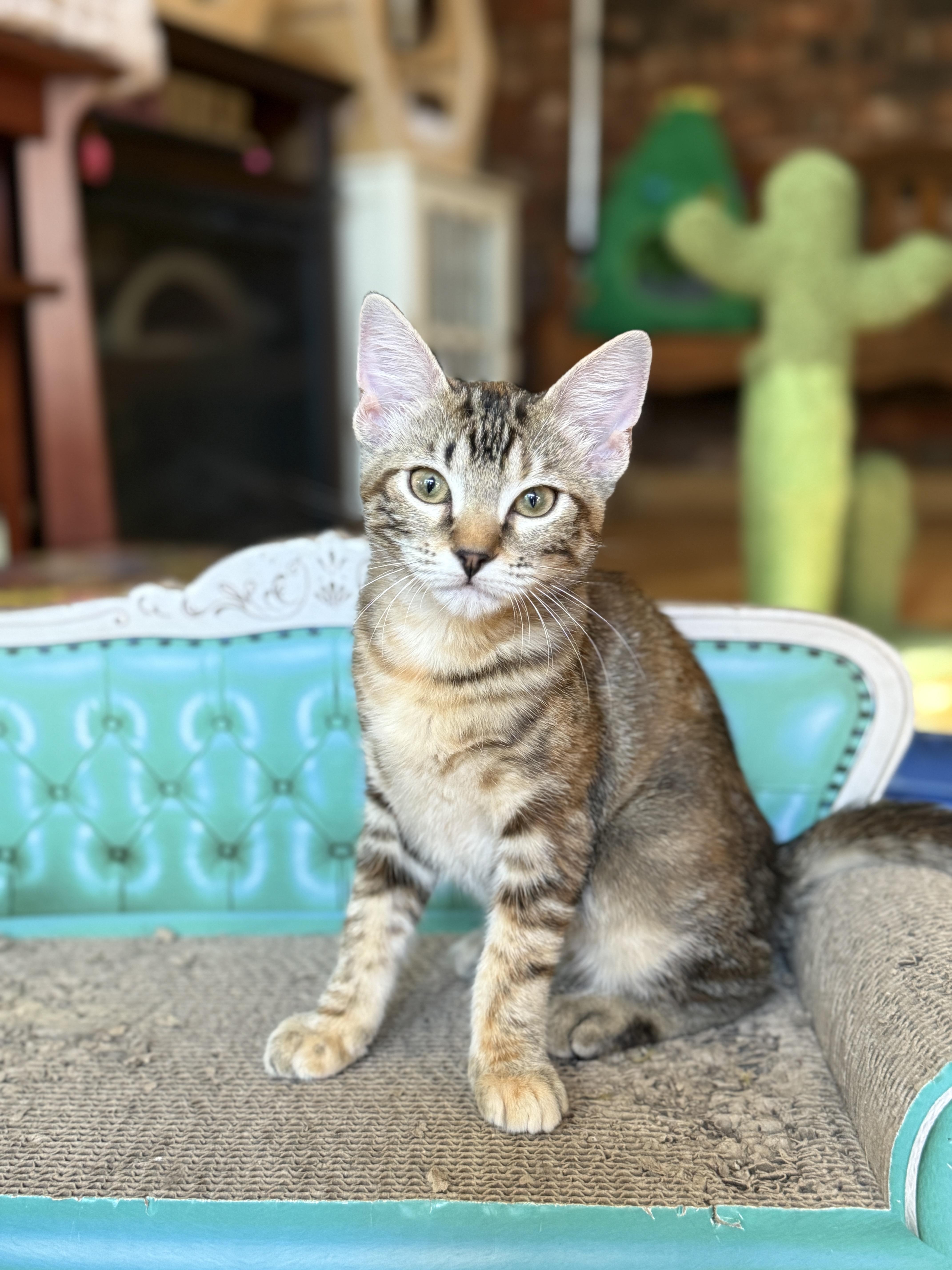 Enlarge Miso, a Adoptable Domestic Short Hair in Keller, TX image 3/6