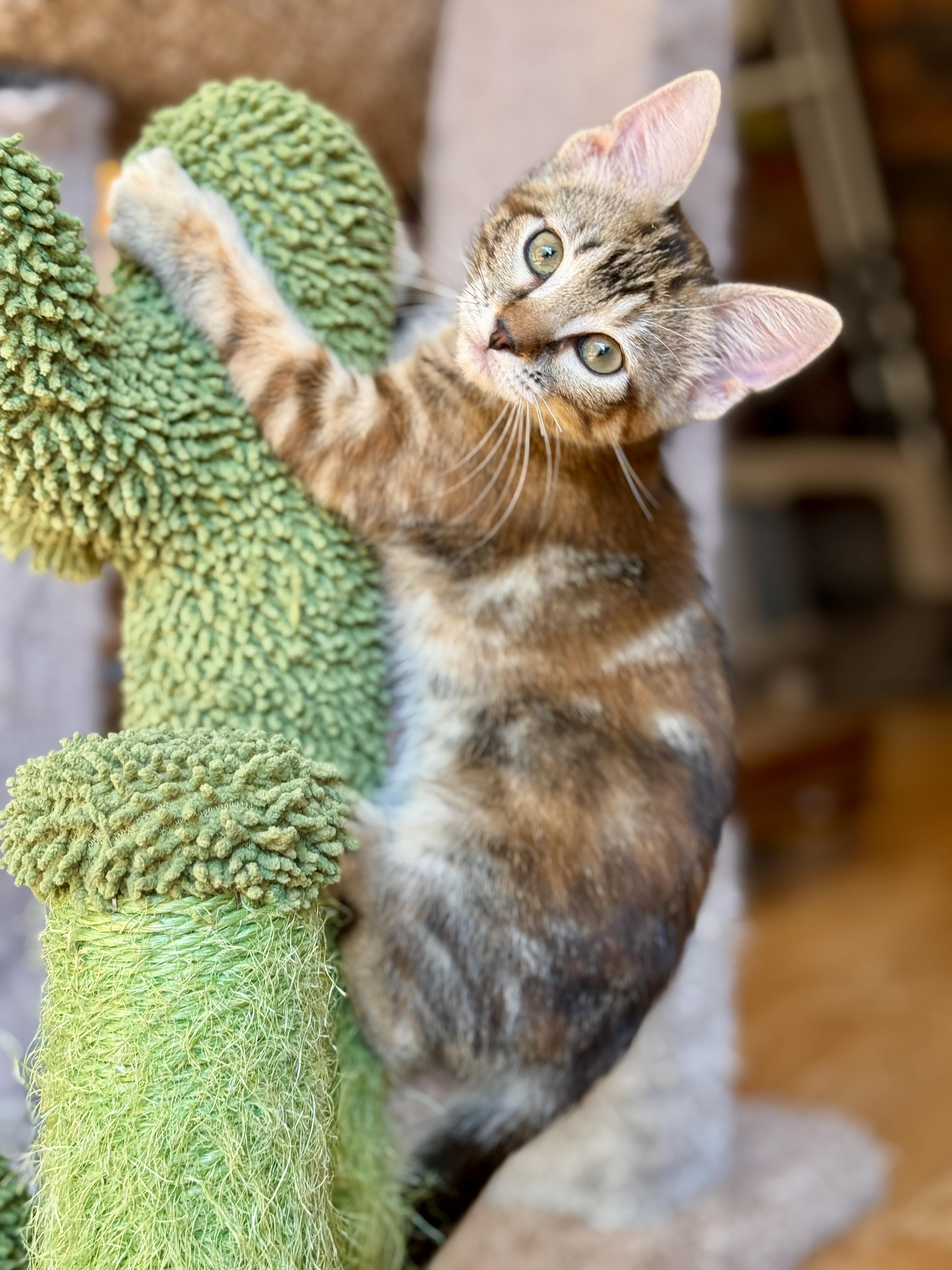 Enlarge Miso, a Adoptable Domestic Short Hair in Keller, TX image 6/6