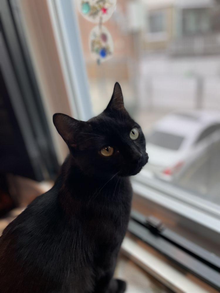 Puma, Adoptable, Adult Female Domestic Short Hair.