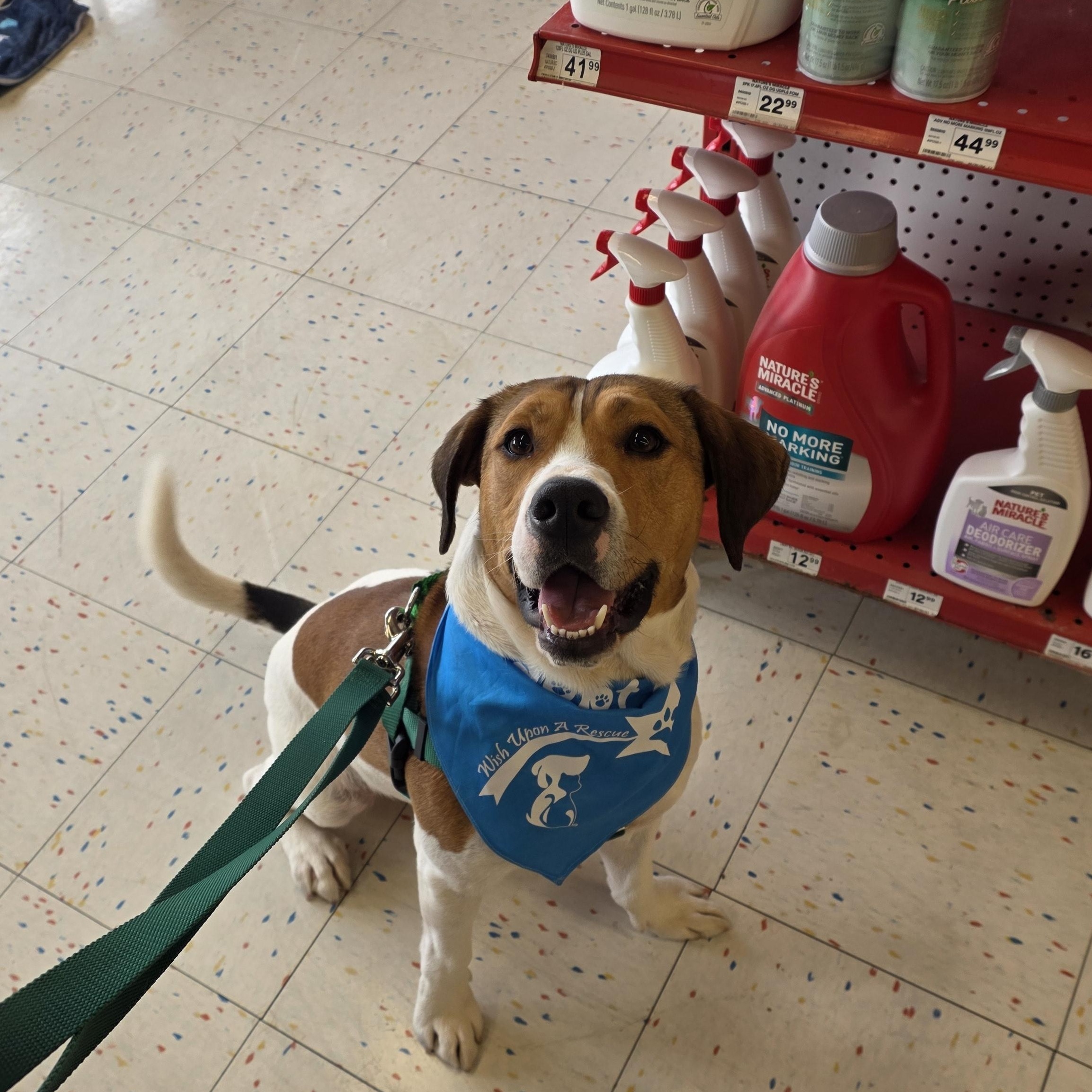 Enlarge Wilson, a ADOPTABLE mixed breed in Lockport, IL image 5/5