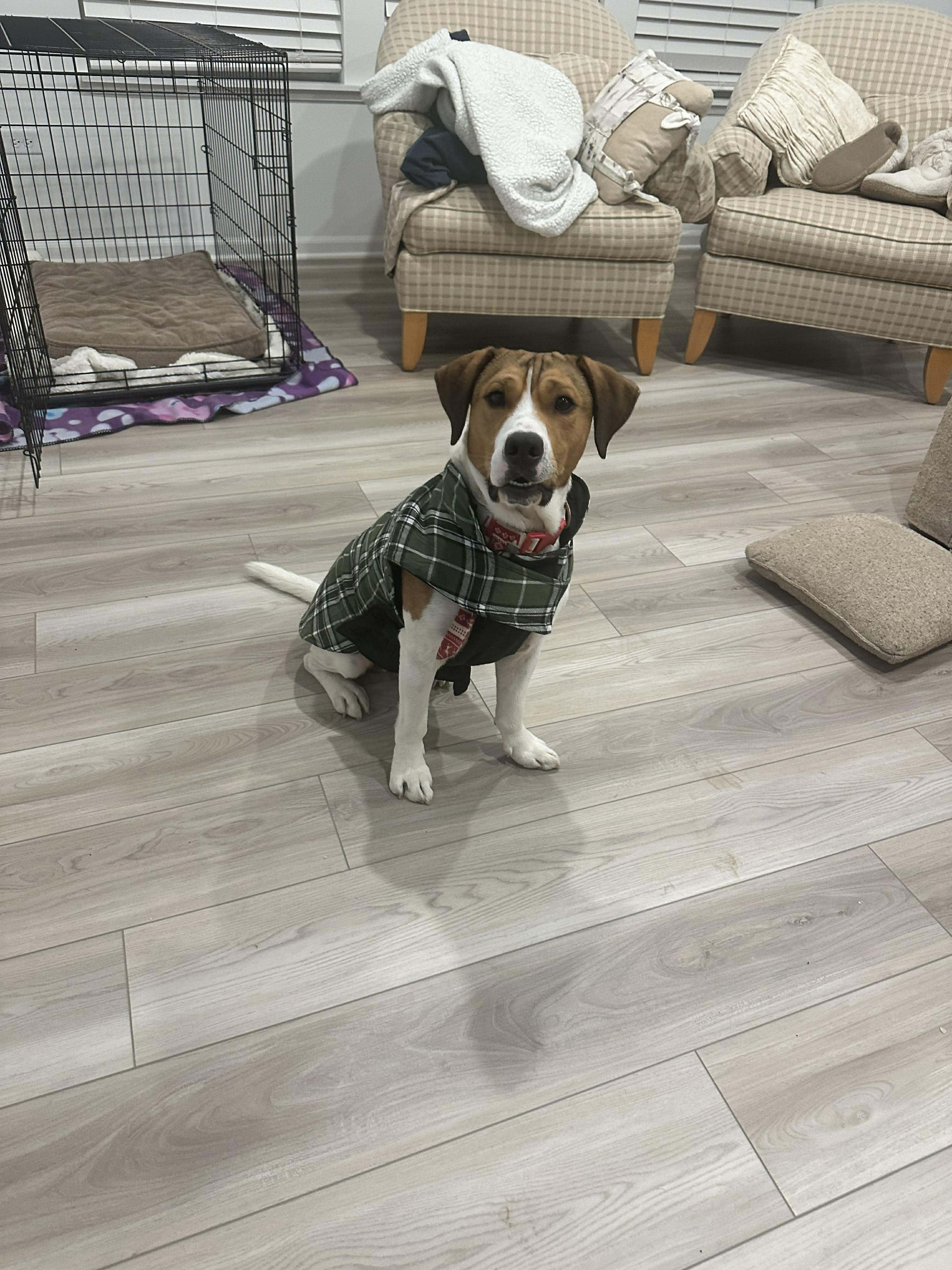 Enlarge Wilson, a ADOPTABLE mixed breed in Lockport, IL image 3/5