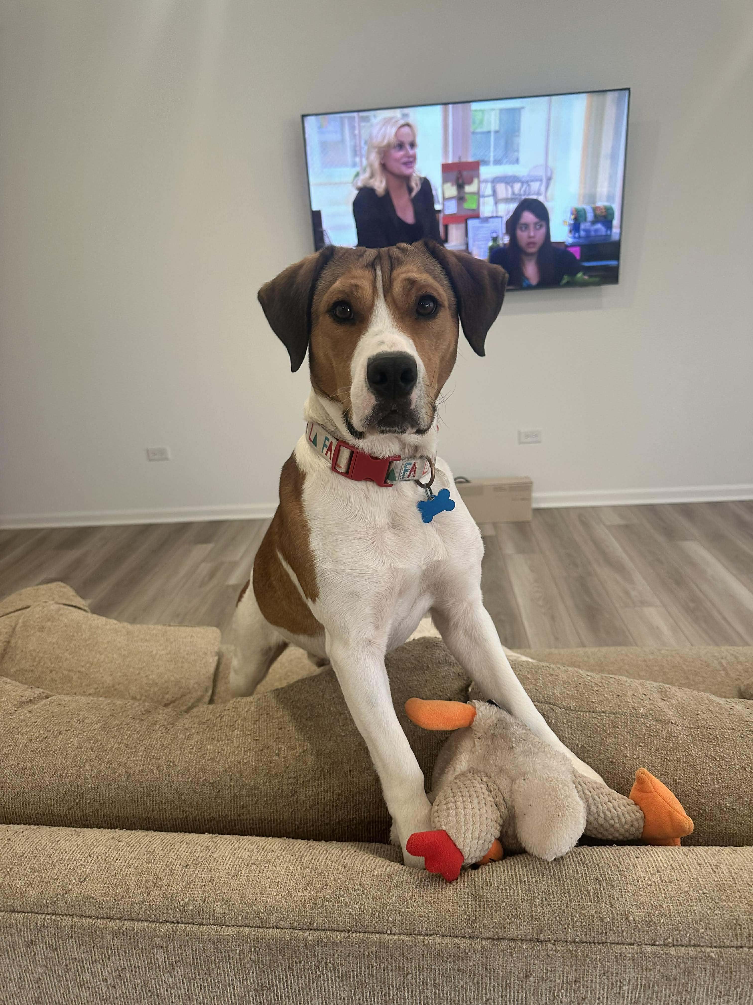 Wilson, ADOPTABLE, Adult Male Beagle.