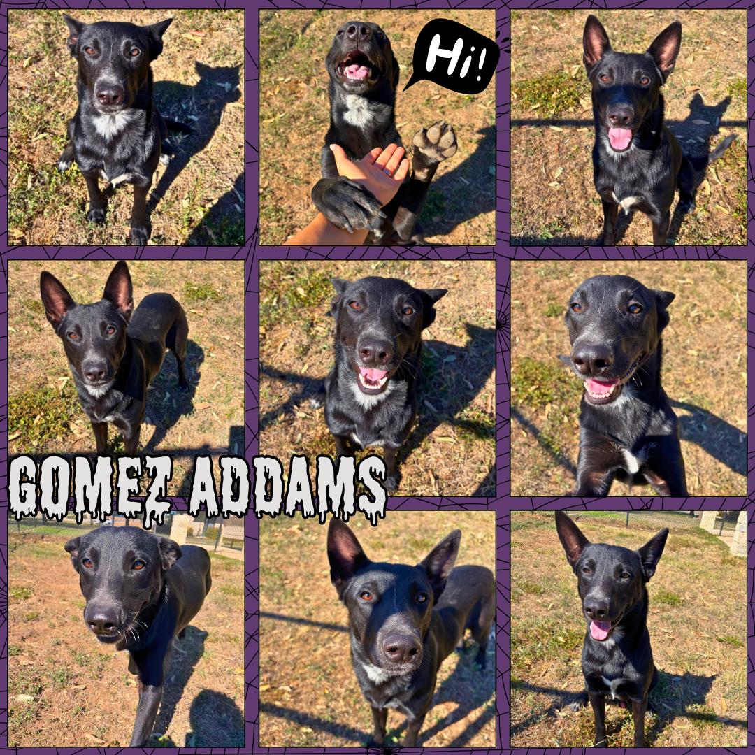 Enlarge Gomez Adams, a Adoptable mixed breed in Universal City, TX image 1/1