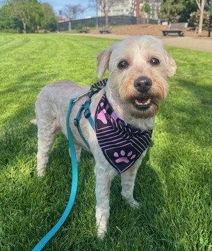 Gigi, Adoptable, Senior Female Havanese & Maltese.