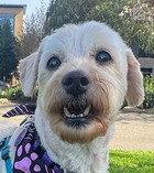 Gigi, a Adoptable mixed breed in Fremont, CA image 2/2