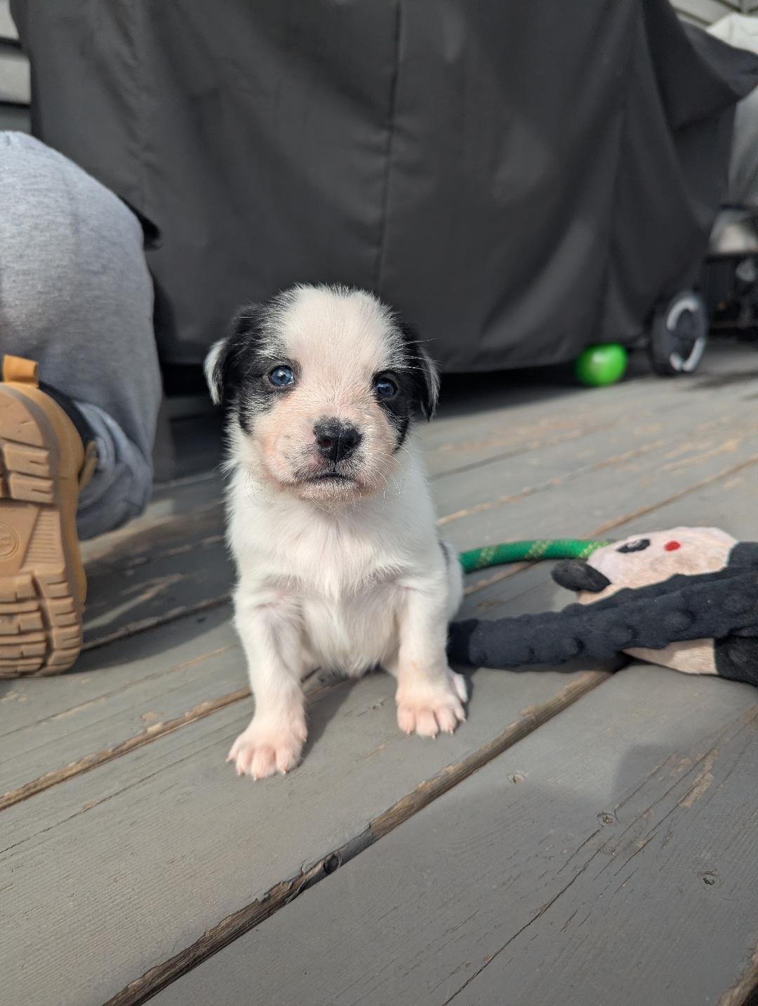 Enlarge Moocadamia, a ADOPTABLE mixed breed in Hoffman Estates, IL image 1/3