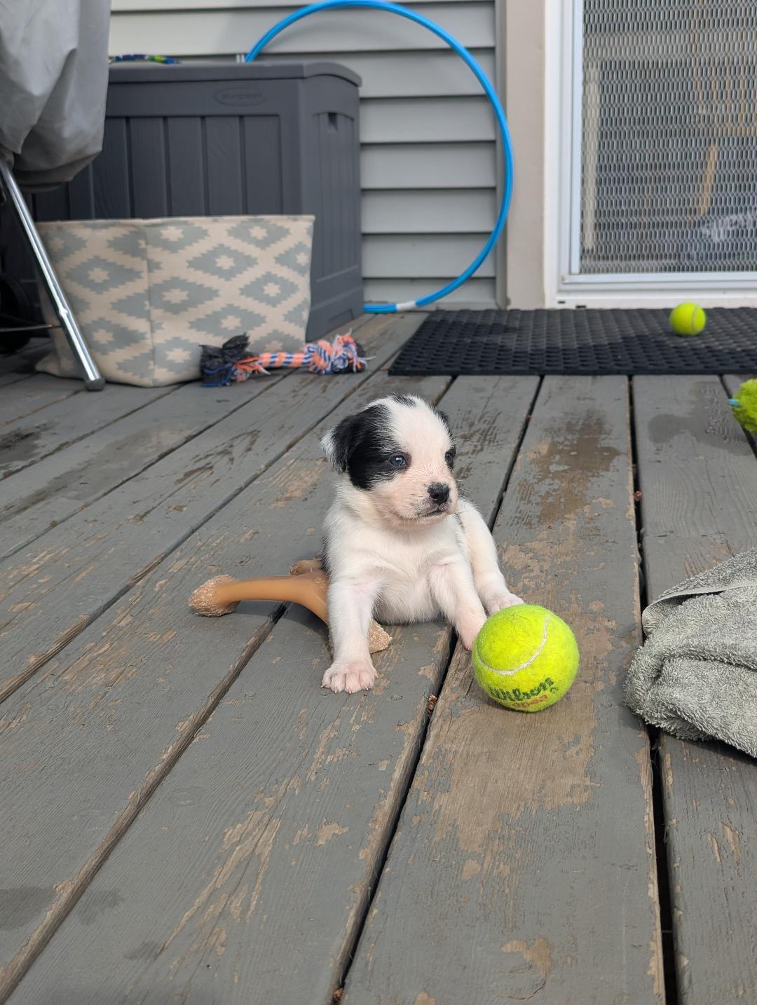 Enlarge Moocadamia, a ADOPTABLE mixed breed in Hoffman Estates, IL image 3/3