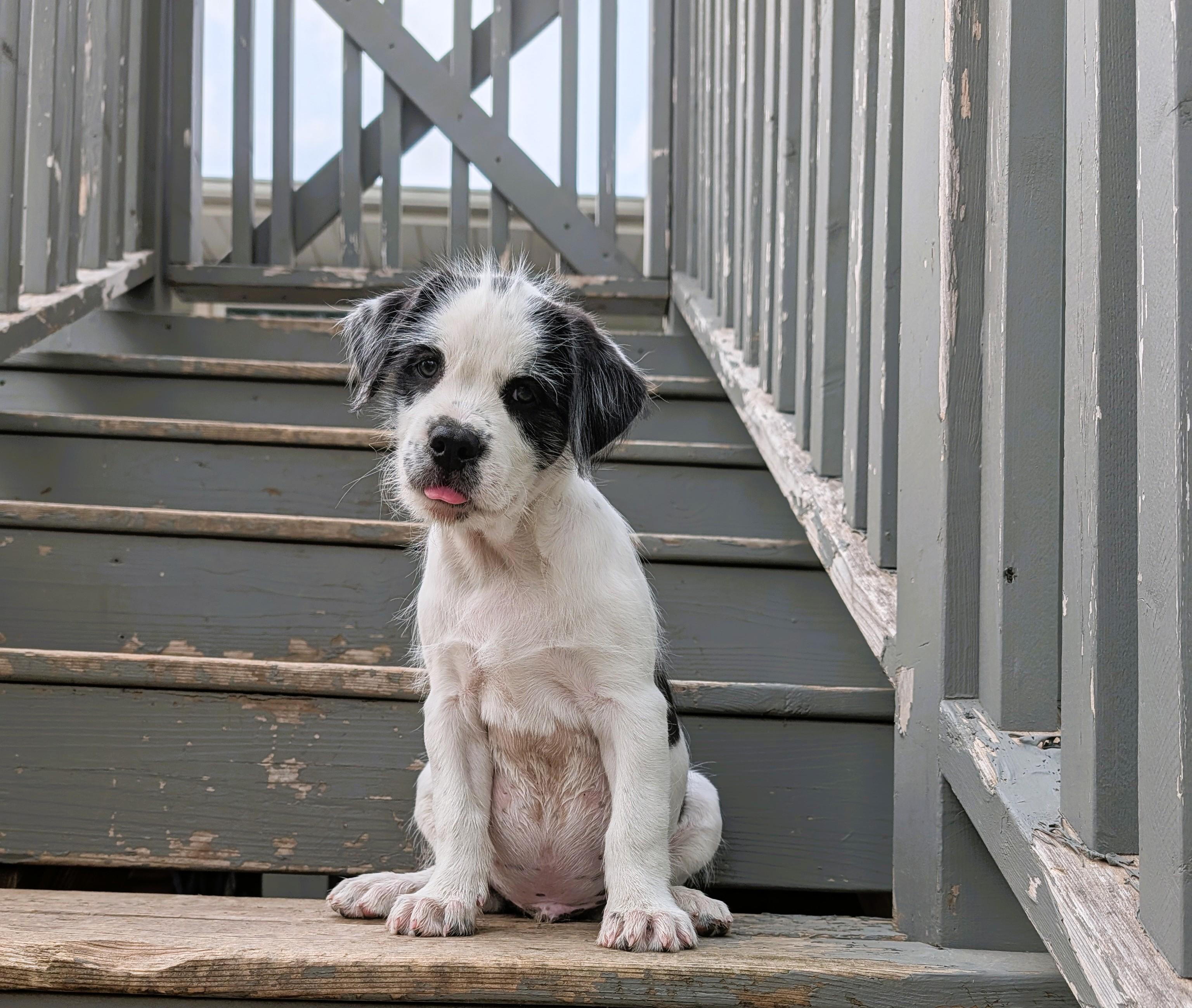 Moocadamia, an adopted mixed breed in Hoffman Estates, IL image 2/6