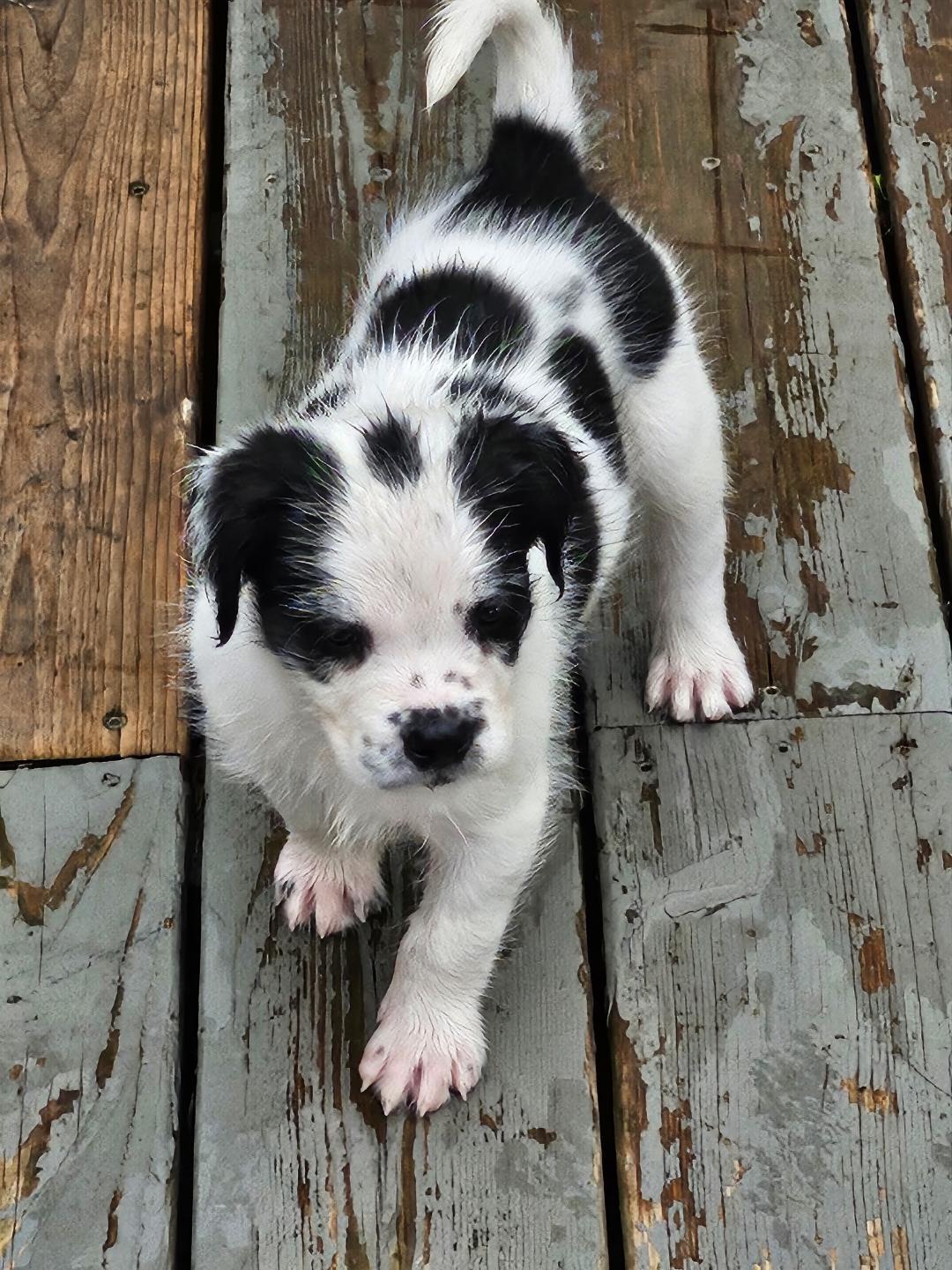 Moocadamia, an adopted mixed breed in Hoffman Estates, IL image 4/6