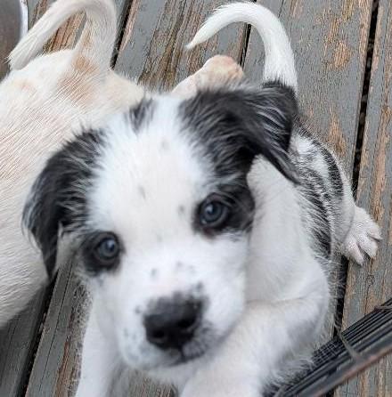 Moocadamia, an adopted mixed breed in Hoffman Estates, IL image 3/6
