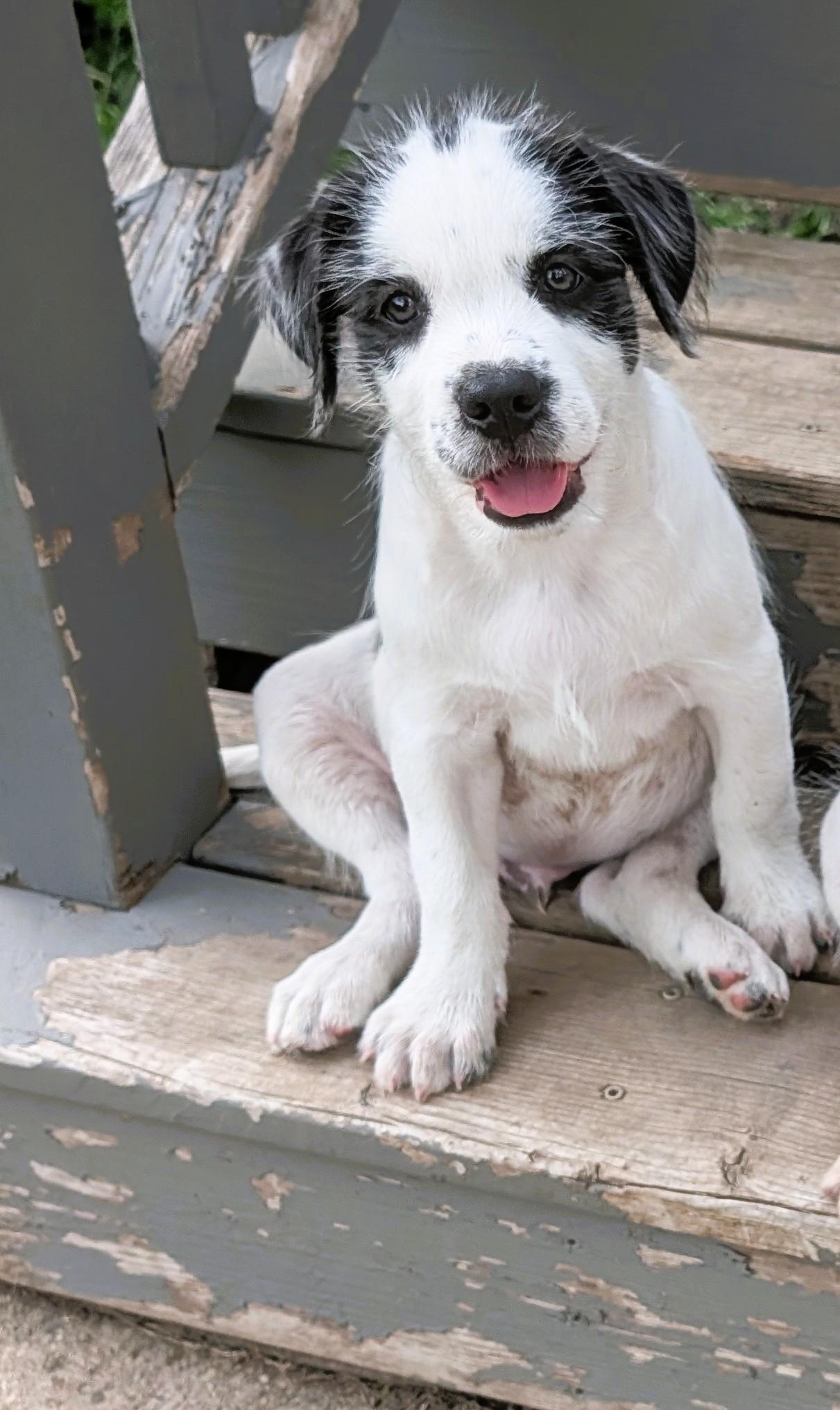 Moocadamia, adopted, Puppy Male Labradoodle & Australian Cattle Dog / Blue Heeler.