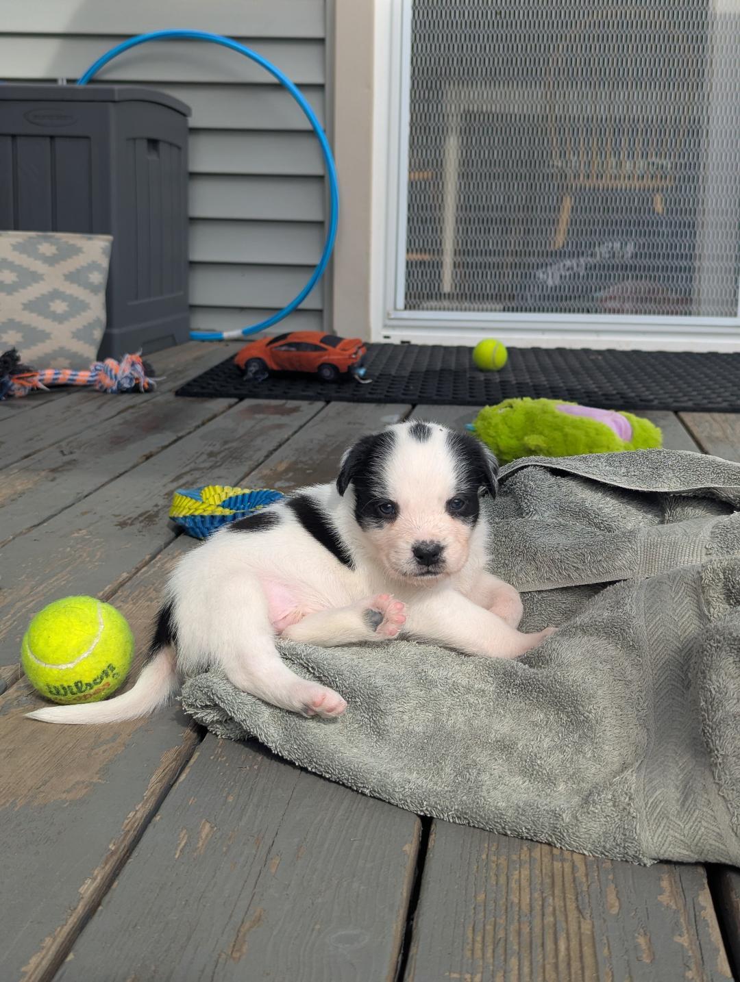 Enlarge Moocadamia, a ADOPTABLE mixed breed in Hoffman Estates, IL image 2/3