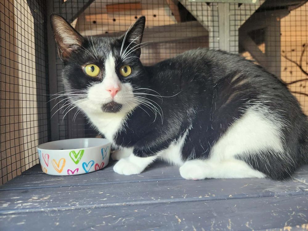 Tommy, Adoptable, Young Male Domestic Short Hair & Domestic Short Hair.