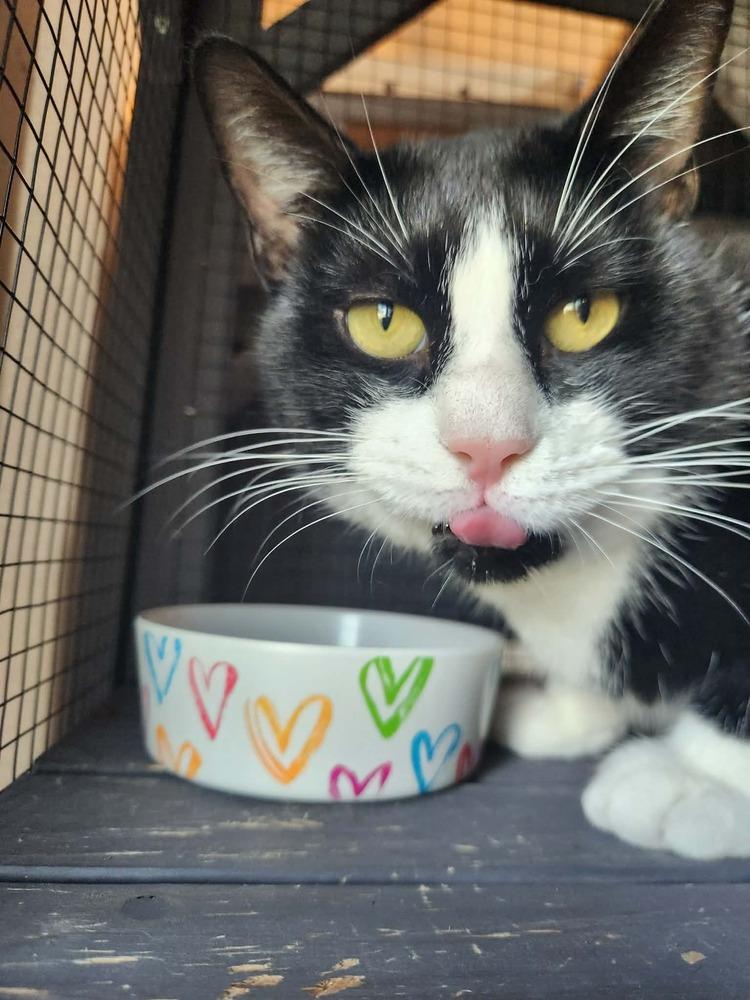 Enlarge Tommy, a Adoptable mixed breed in Seminole, FL image 2/4