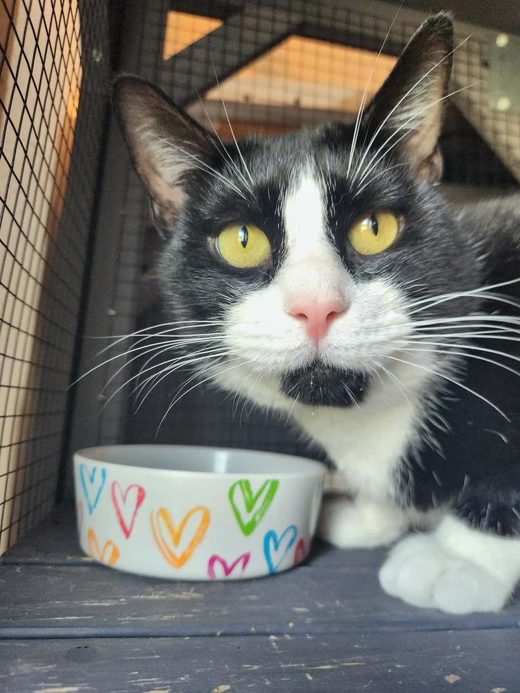 Enlarge Tommy, a Adoptable mixed breed in Seminole, FL image 3/4