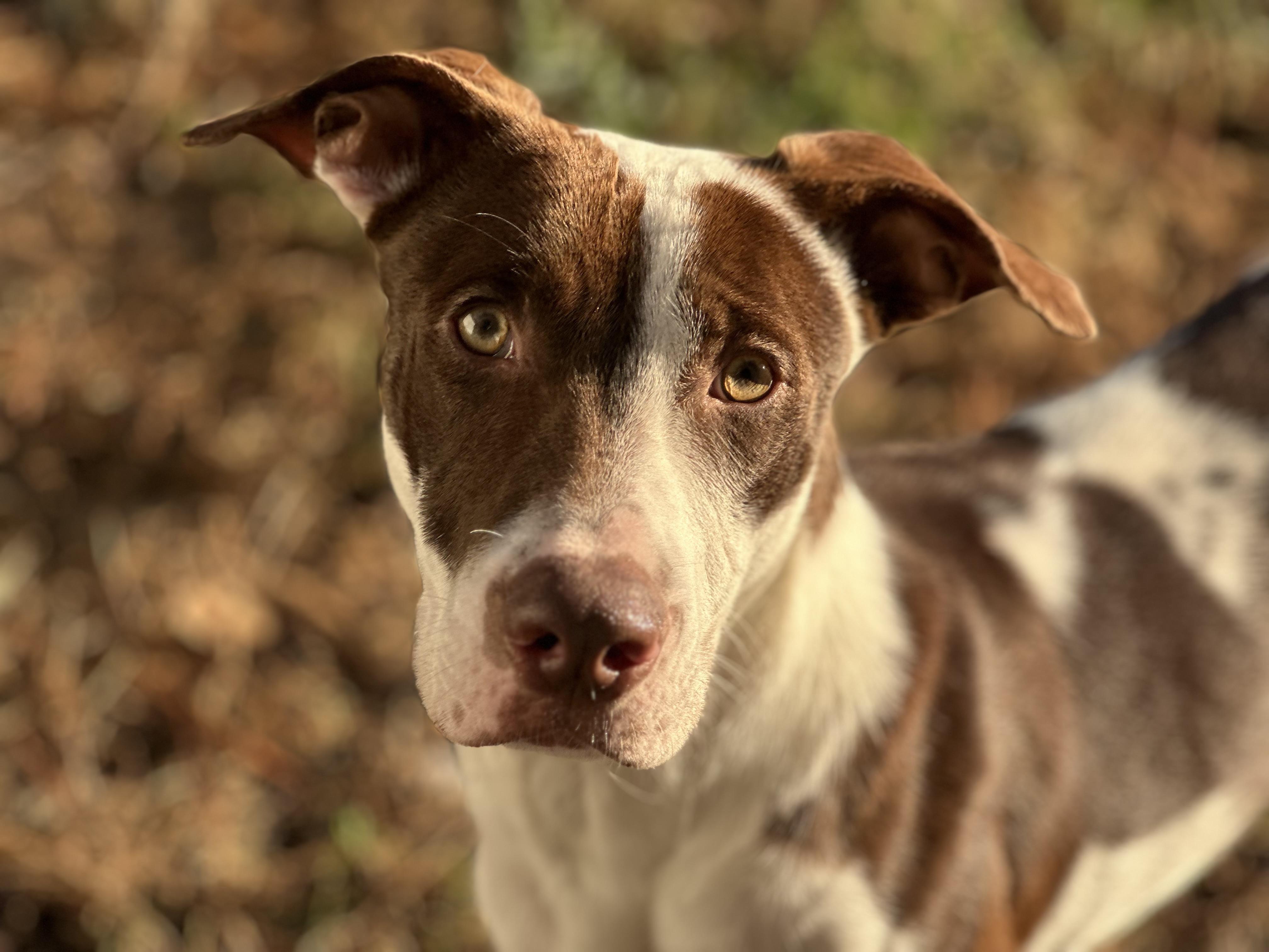 Grayson, a ADOPTABLE mixed breed in Brentwood, TN image 2/5