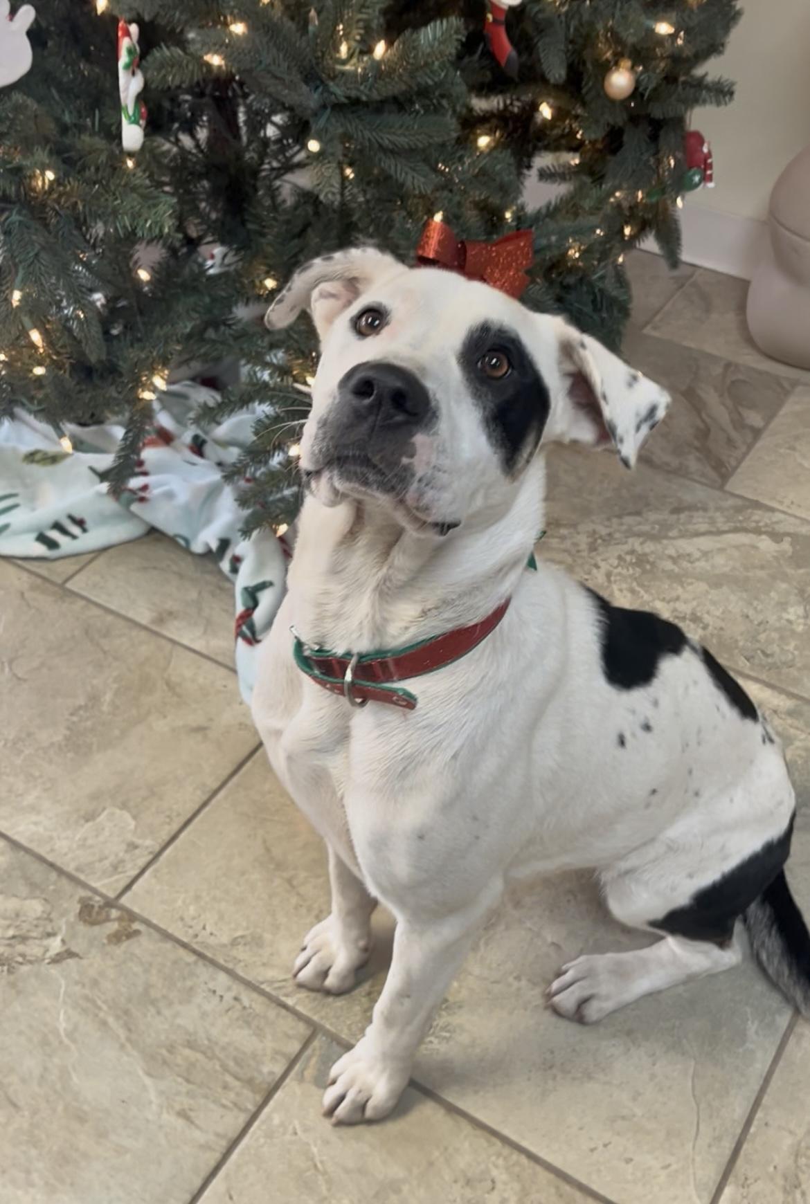 Zoey, Adoptable, Adult Female Pit Bull Terrier.