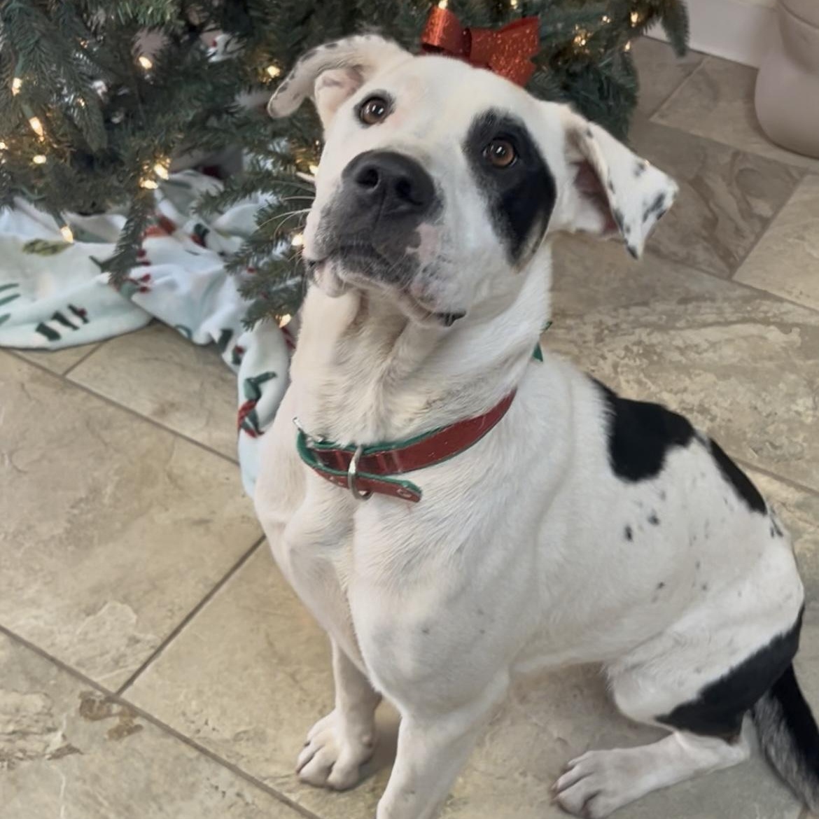 Zoey, a Adoptable mixed breed in Fairfax, VA image 1/4