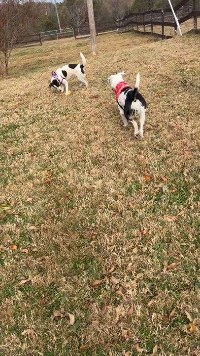 Enlarge Zoey, a Adoptable mixed breed in Fairfax, VA video 4/4