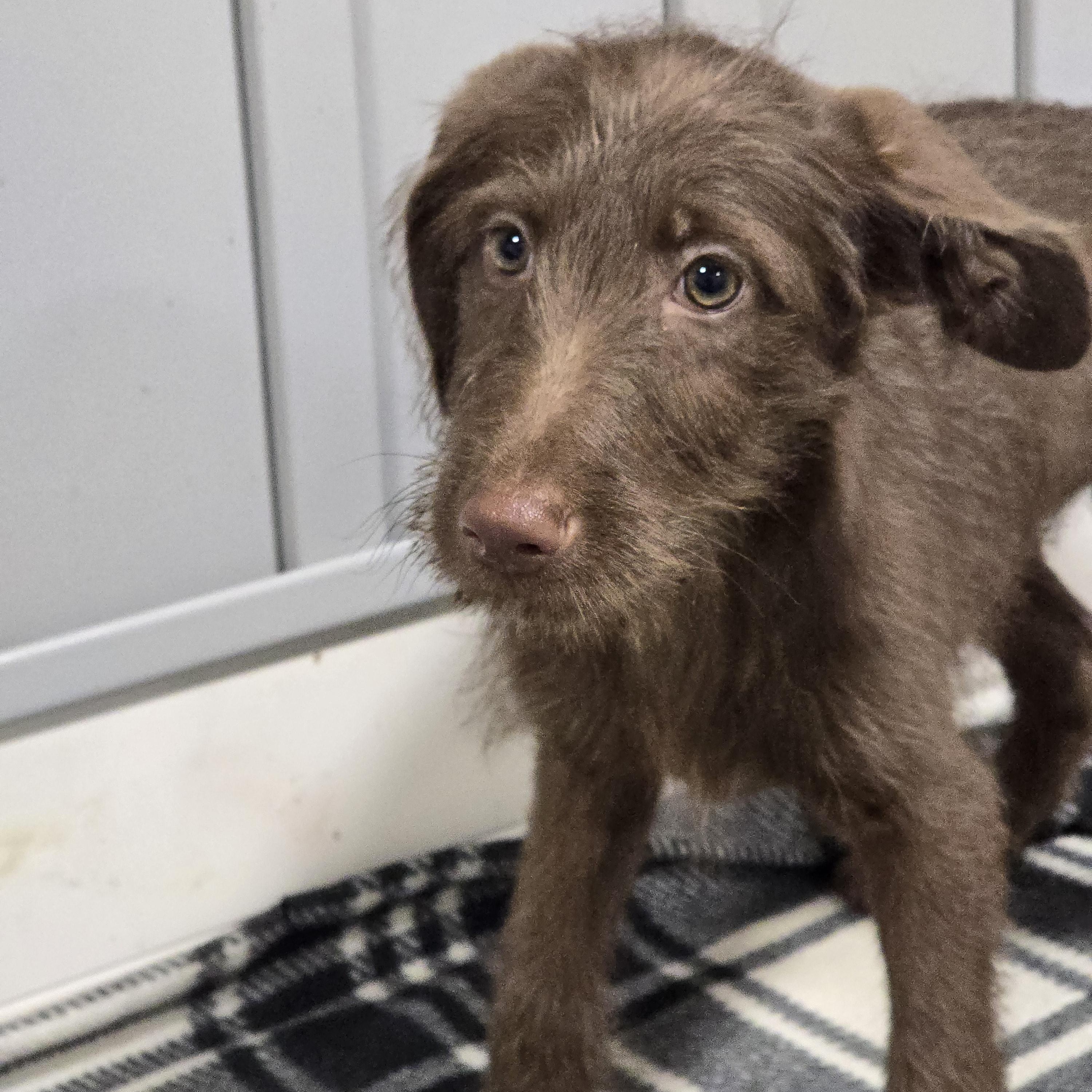 Enlarge Lena, a ADOPTABLE mixed breed in Dandridge, TN image 1/1