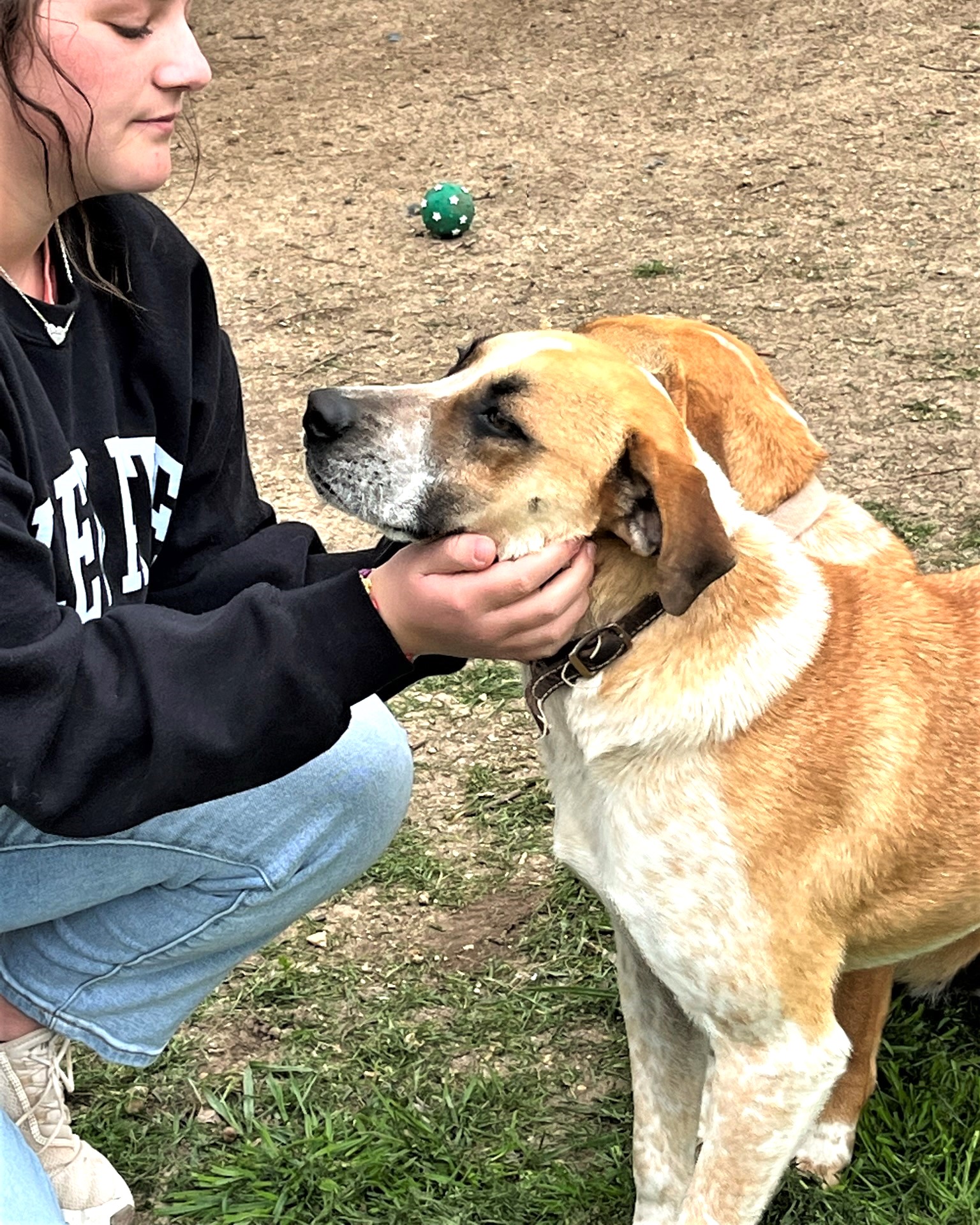 Sage, a Adoptable mixed breed in Godley, TX image 2/6