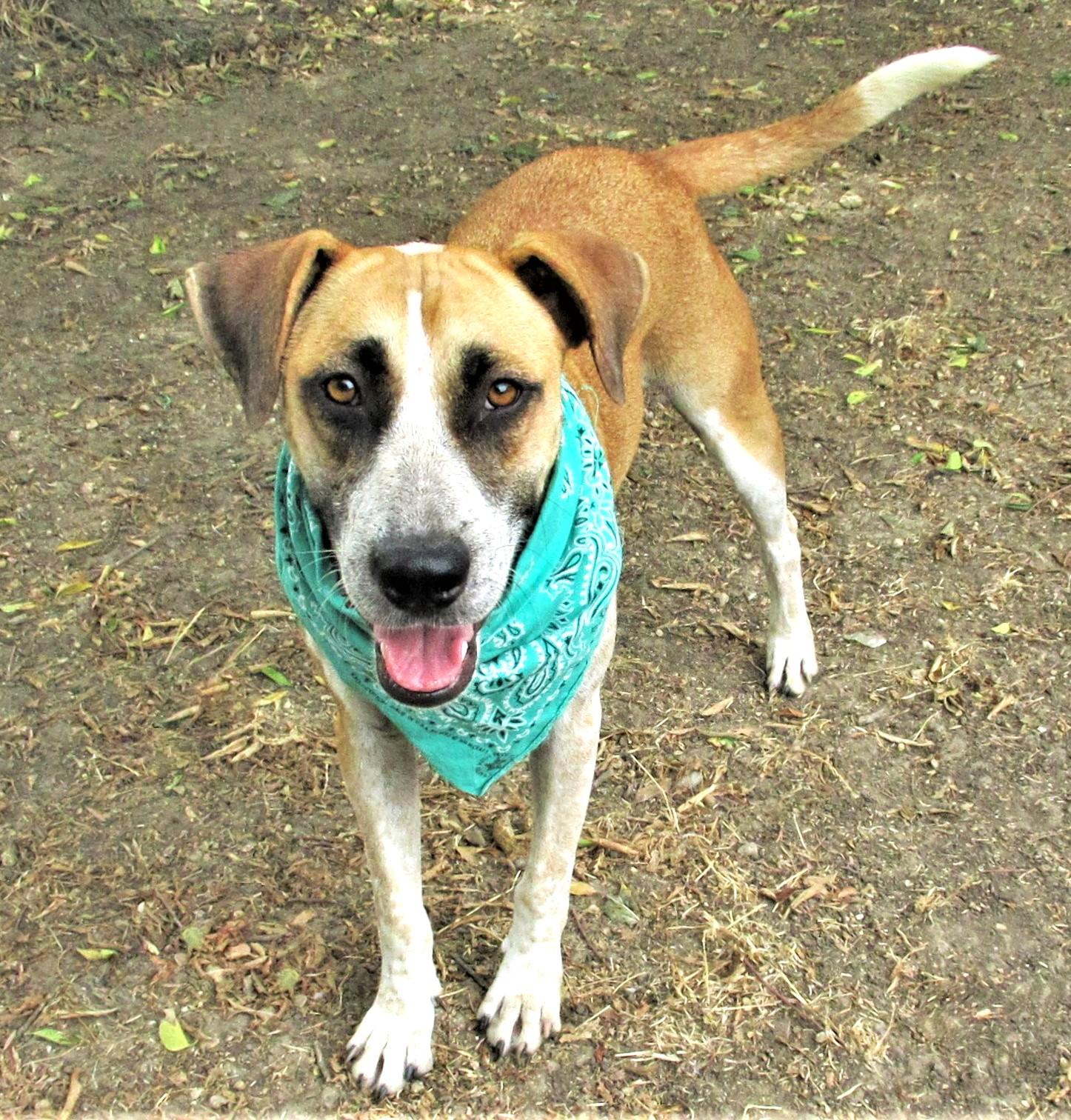 Enlarge Sage, a Adoptable mixed breed in Godley, TX image 2/6