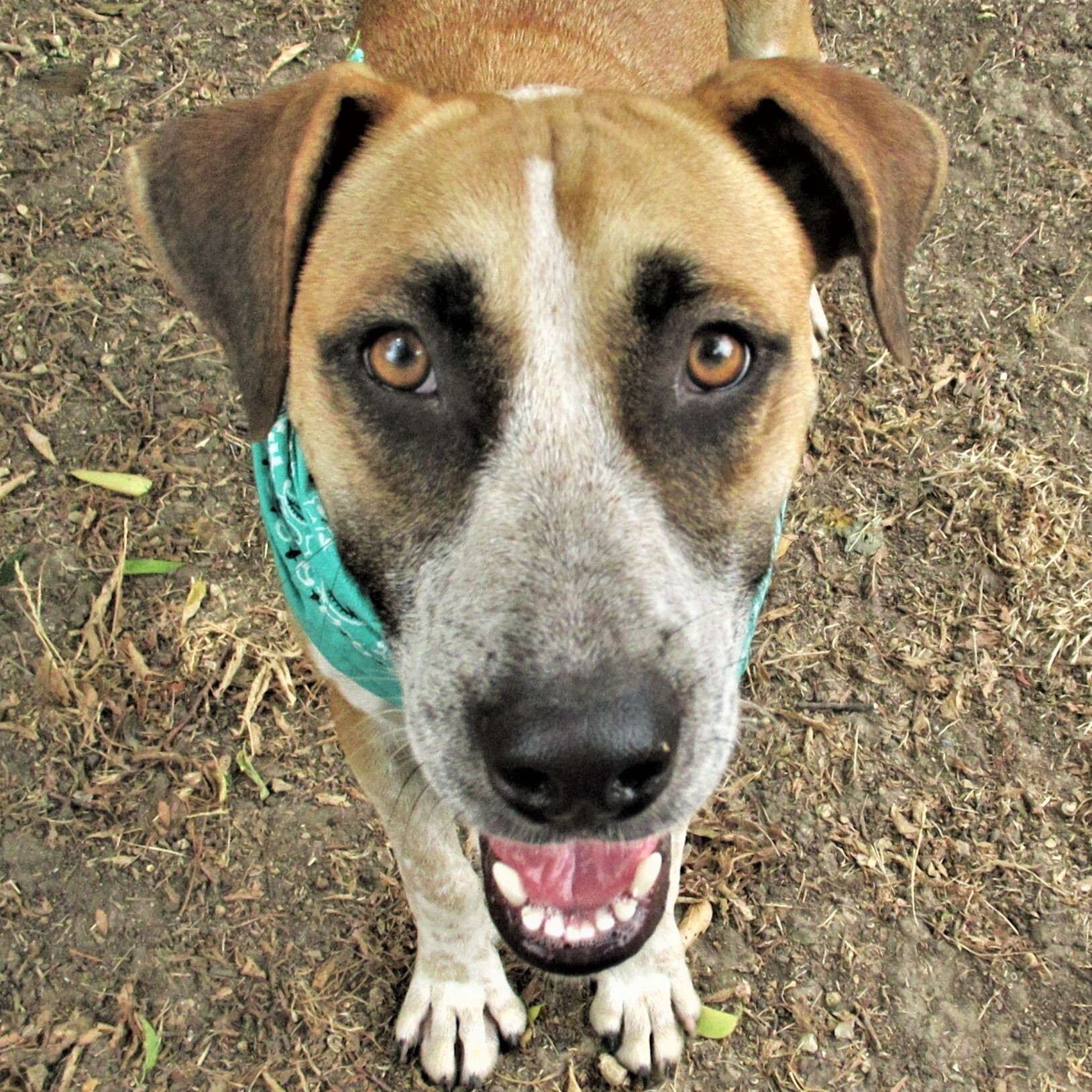 Sage, a Adoptable mixed breed in Godley, TX image 1/6