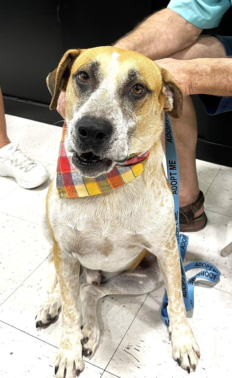 Enlarge Sage, a Adoptable mixed breed in Godley, TX image 6/6