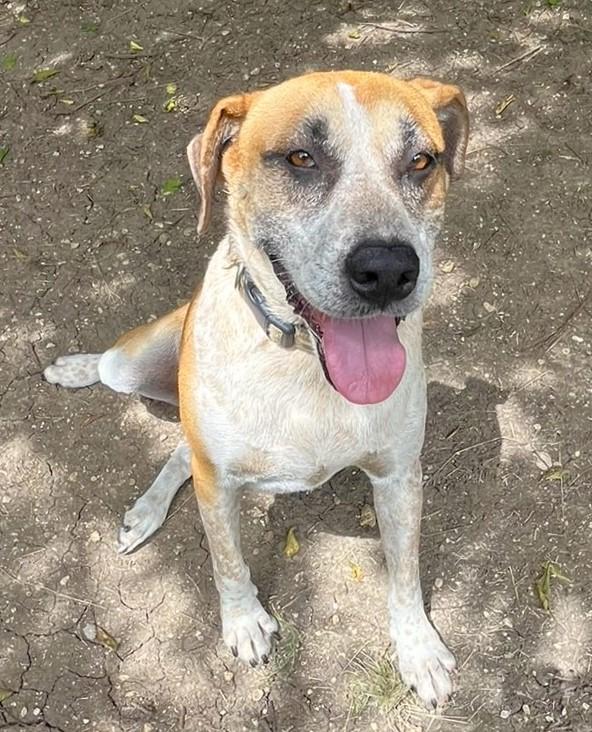 Enlarge Sage, a Adoptable mixed breed in Godley, TX image 5/6