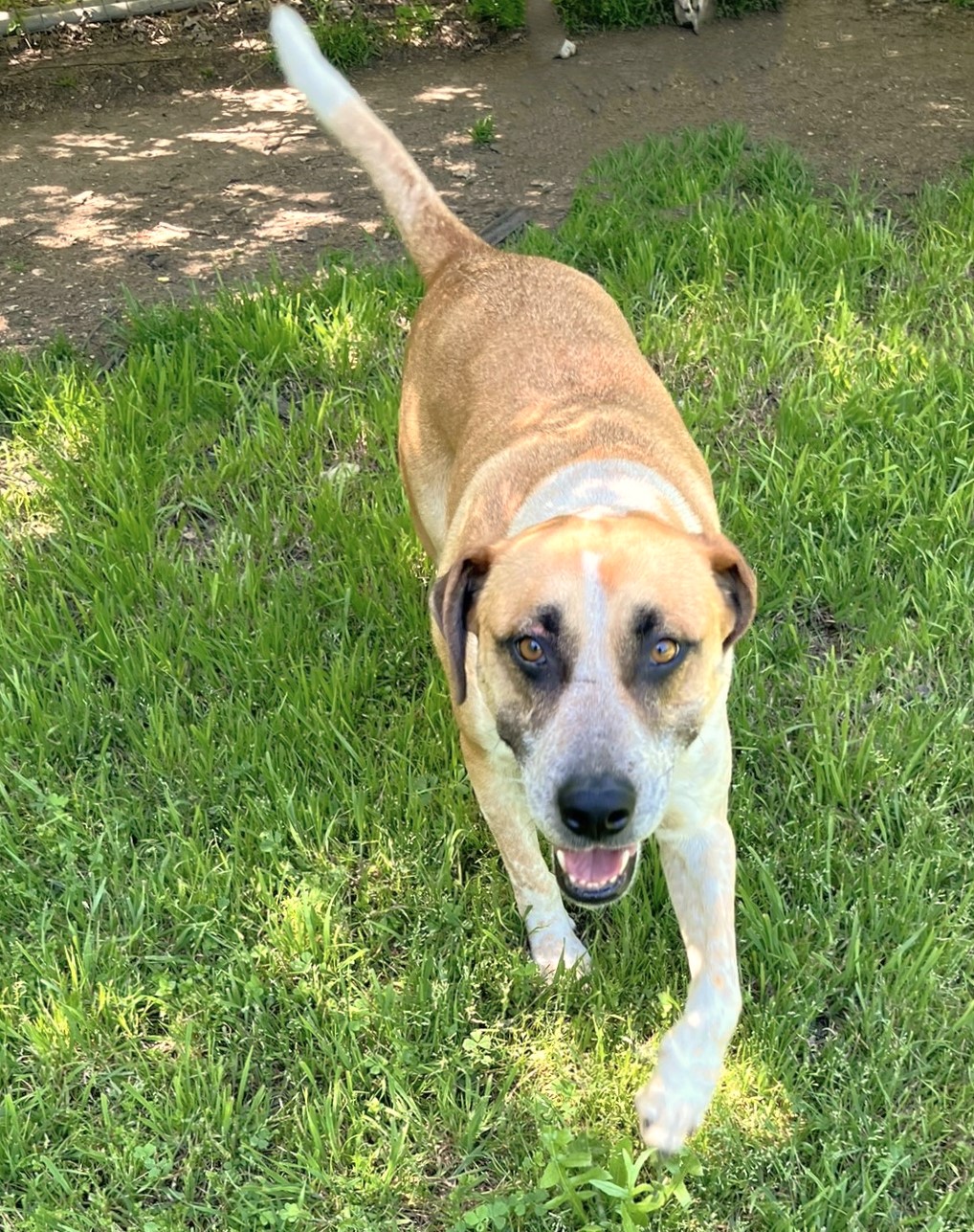 Sage, a Adoptable mixed breed in Godley, TX image 4/6