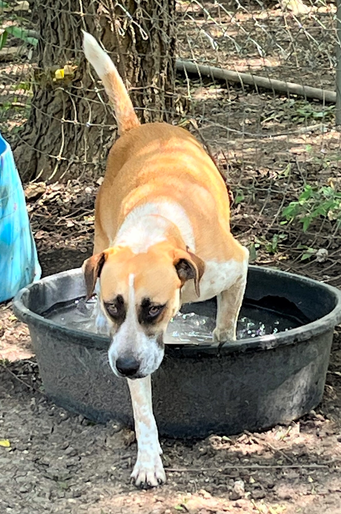 Sage, a Adoptable mixed breed in Godley, TX image 5/6